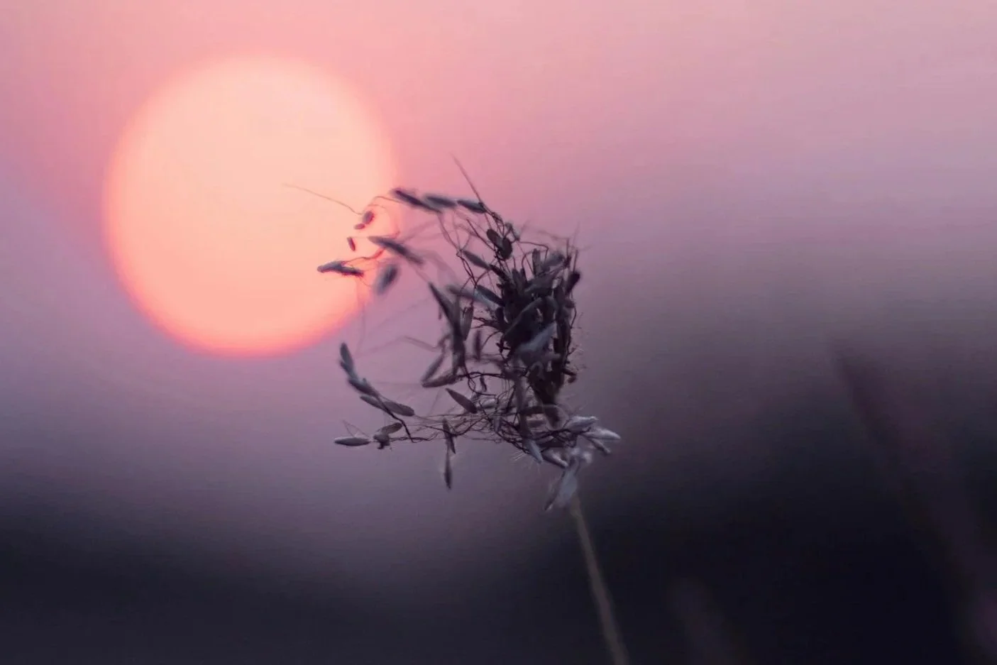 Delicate dried plant silhouetted against a soft pink and purple sunset.