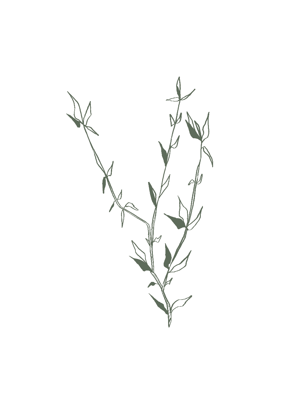 Line drawing of a plant with green leaves and thin stems.