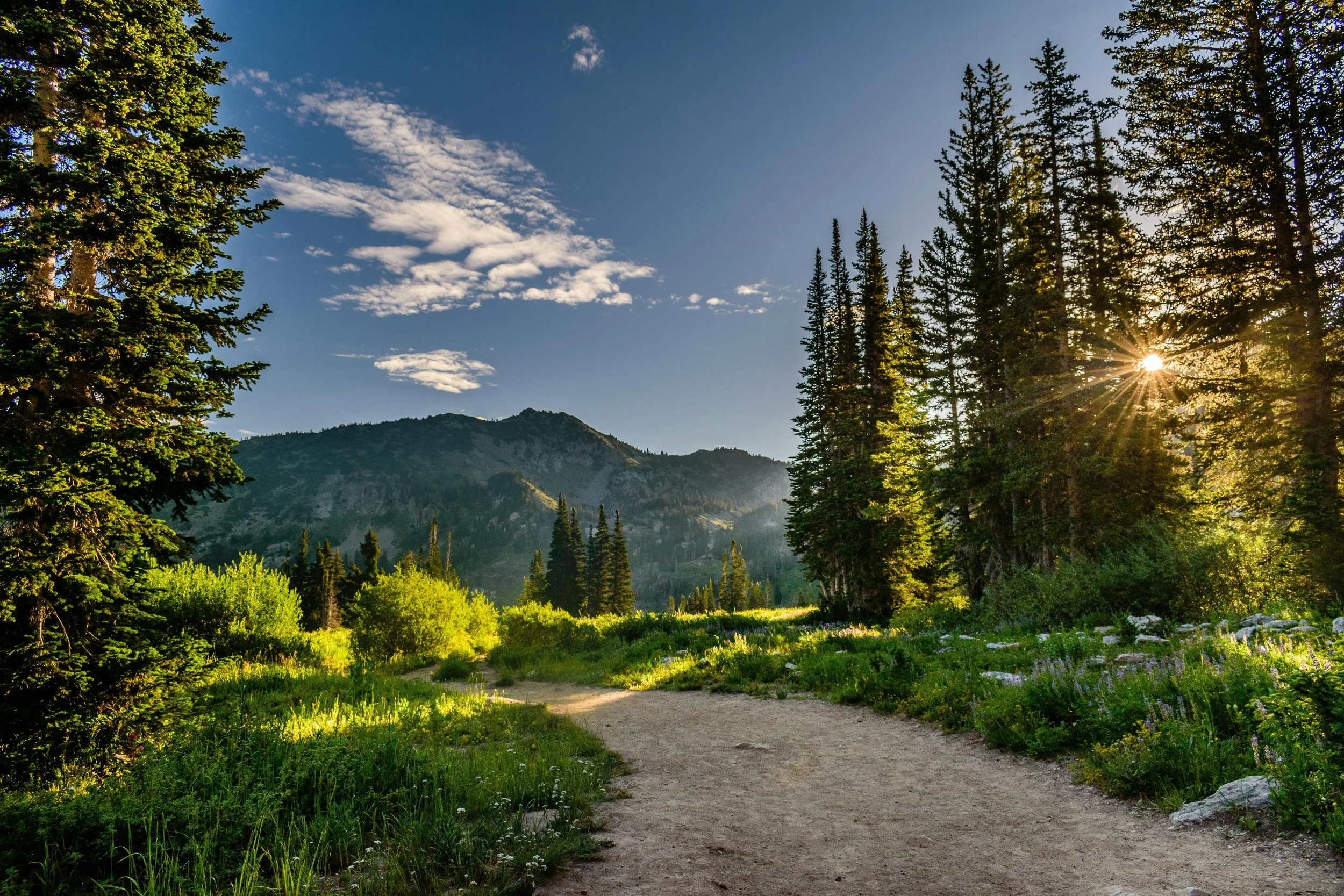 A scenic mountain landscape with a dirt trail surrounded by green trees and shrubs, with mountain peaks in the background and the sun shining through the trees.