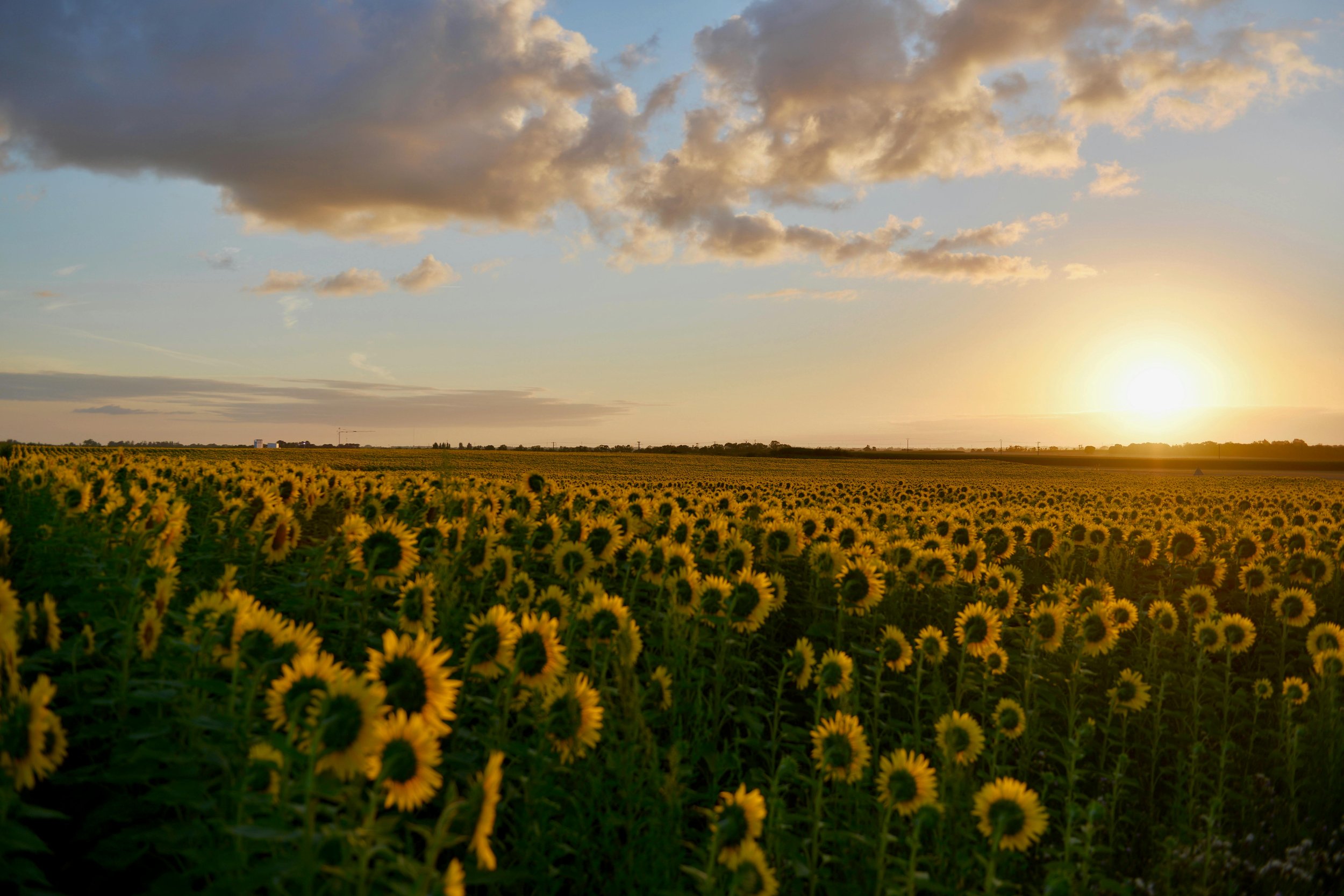 Sunflowers blooming in a vast field during sunset, with a partly cloudy sky.
