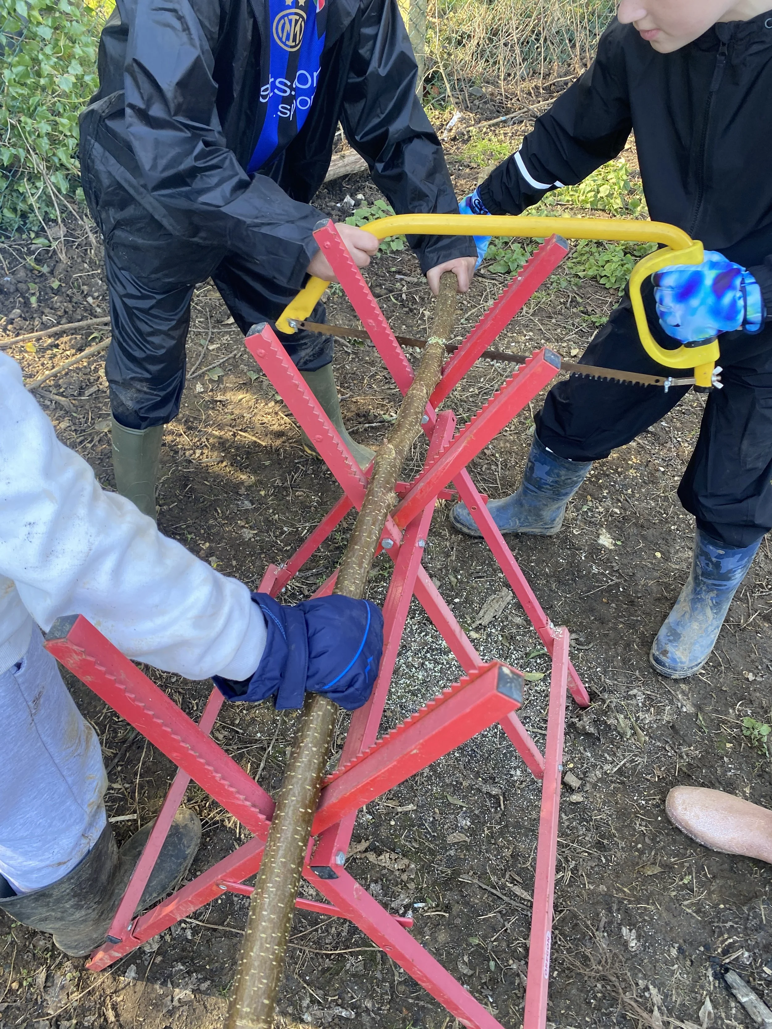 Two people are sawing a tree branch on a red sawhorse in an outdoor wooded area.
