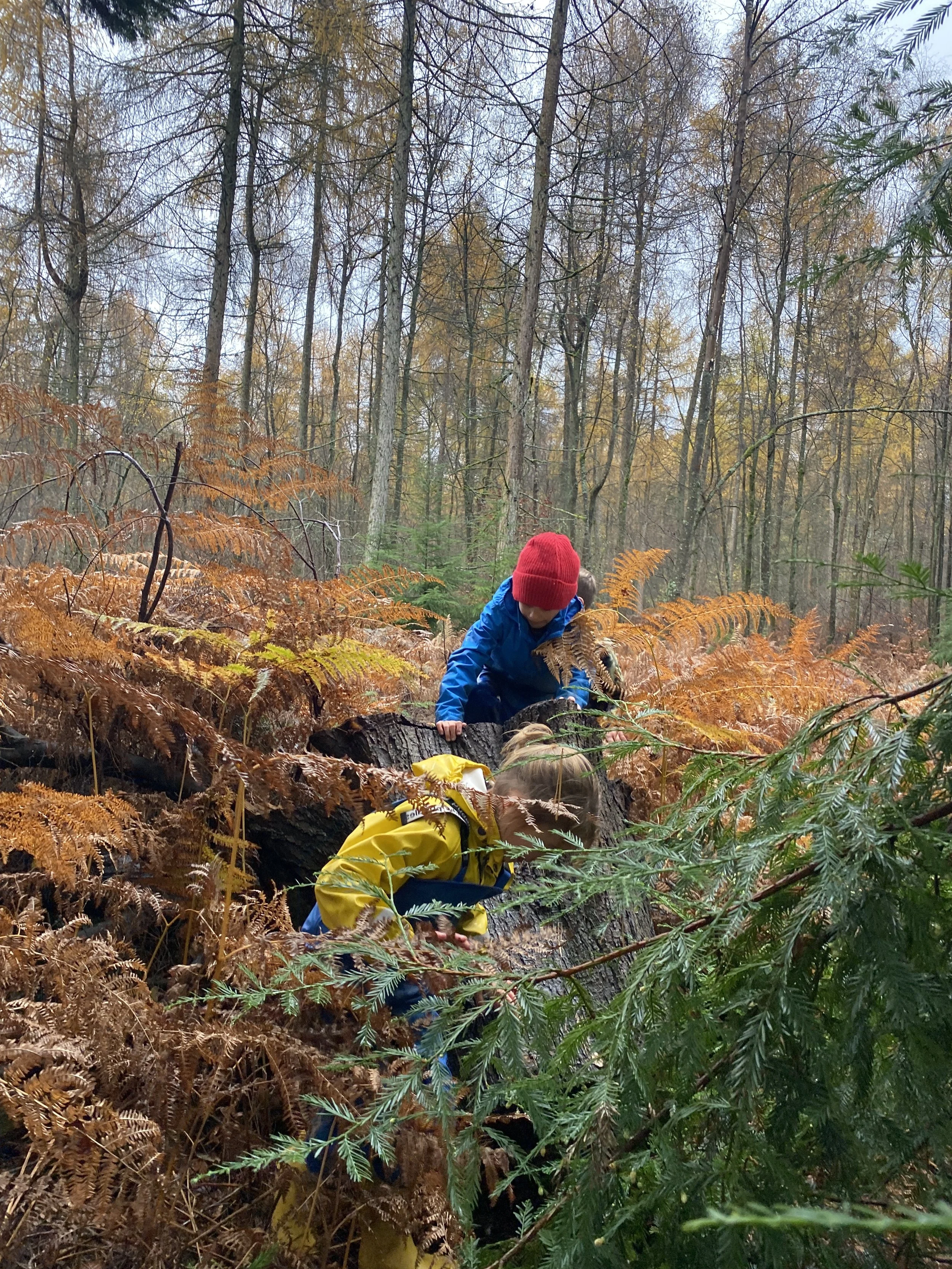 Children exploring a forest floor covered with brown ferns and green plants, with tall leafless trees and a cloudy sky in the background.