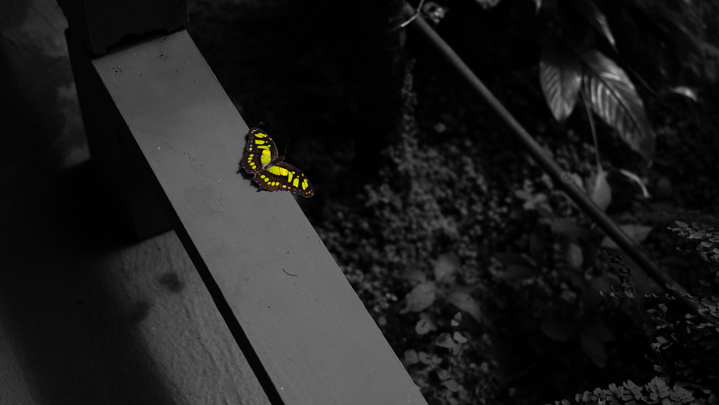 DSCF61663.jpg