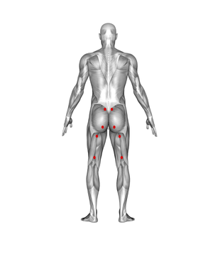 Hamstrings