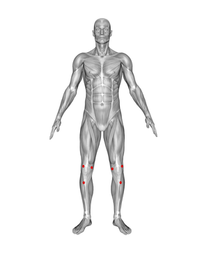 Knees