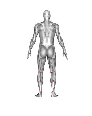 Calves
