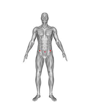 Lower Abs