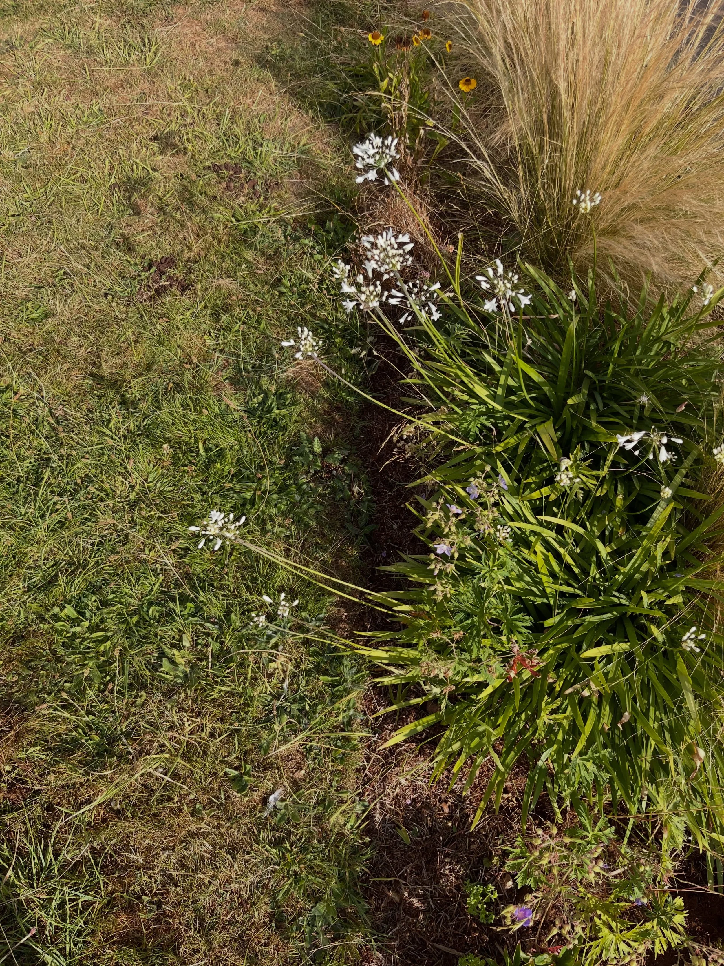 Could have a sharper lawn edge maybe, but this is looking better. Bees and crickets seem to be enjoying it.