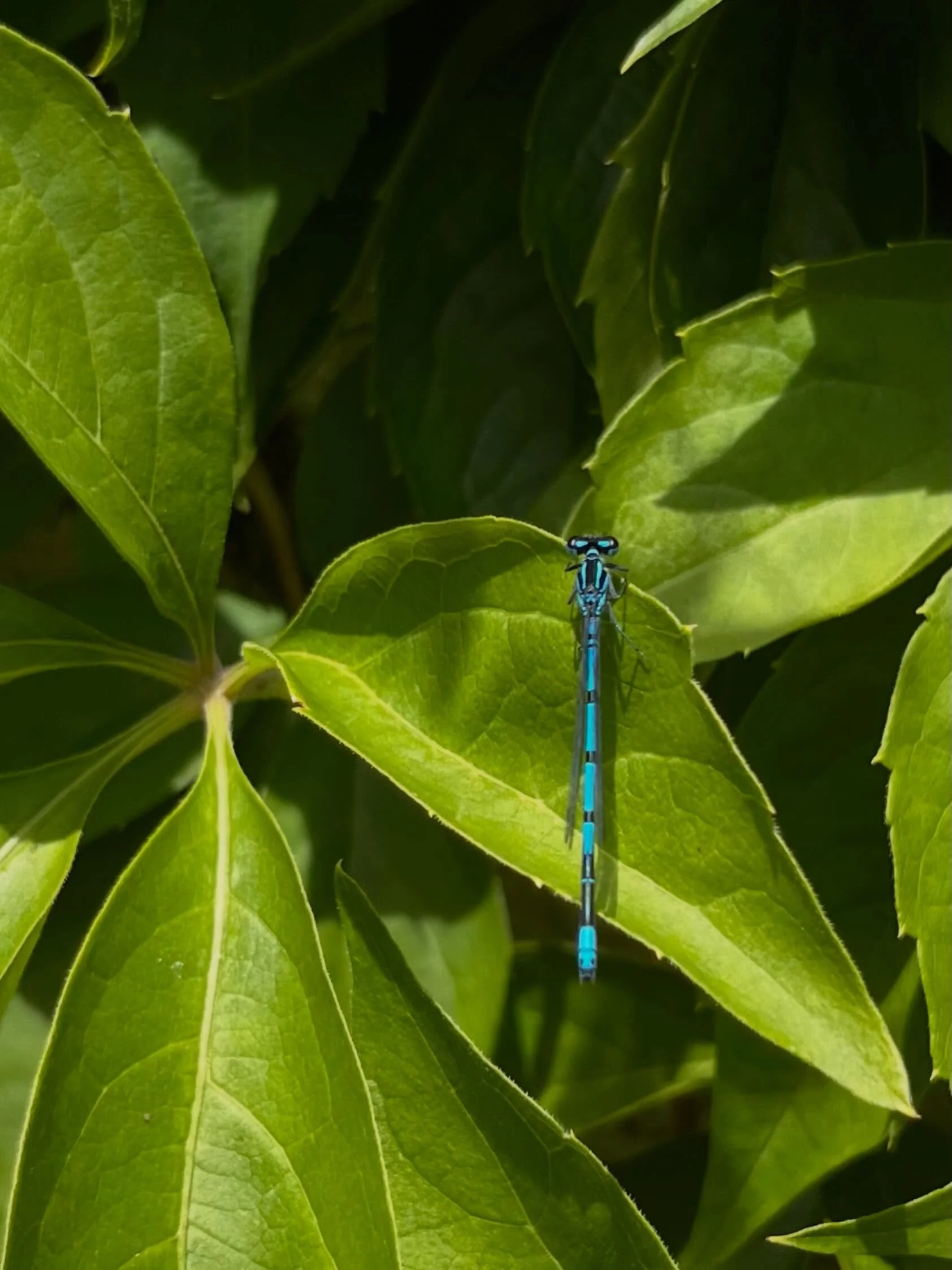 Damselfly. A Common Blue probably, but maybe an Azure? Looking at the possible U mark below base of wings?

Early #dragonflyweek @britishdragonflysociety