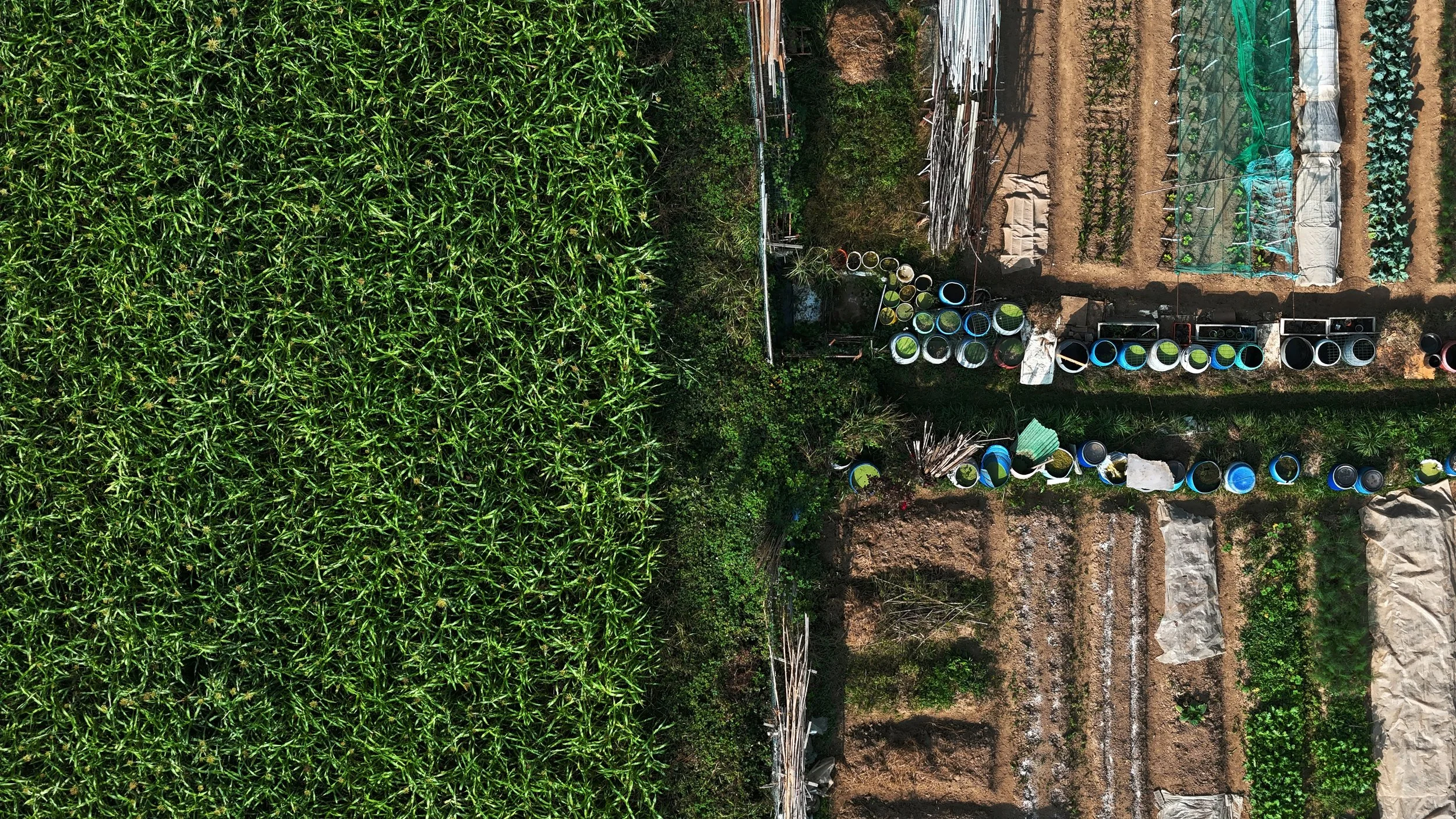 Aerial view of a garden with green plants on the left and organized vegetable beds on the right, covered with protective netting and equipment like buckets and poles.