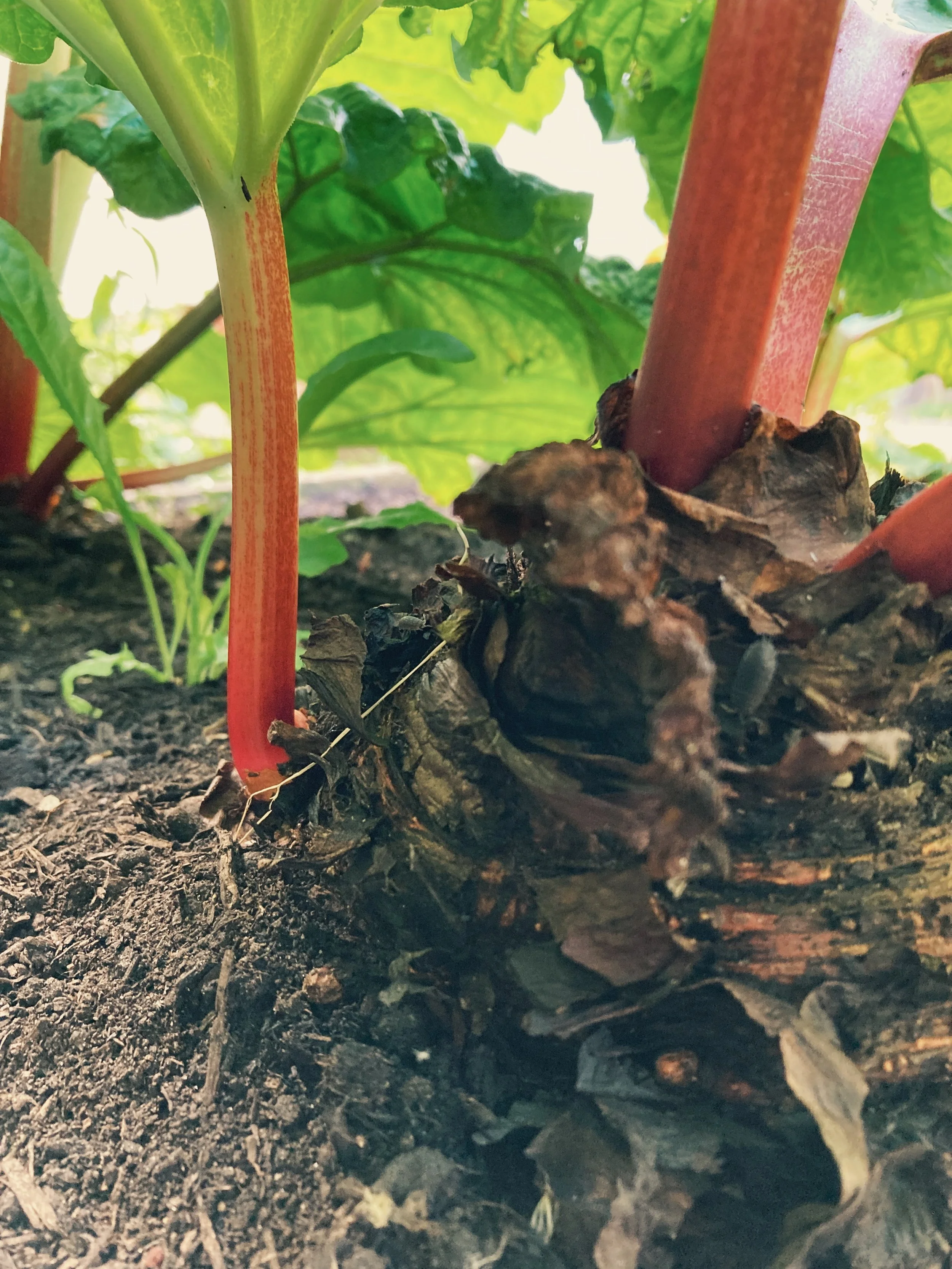 Close-up of a small plant sprouting from the soil with red stems and green leaves.
