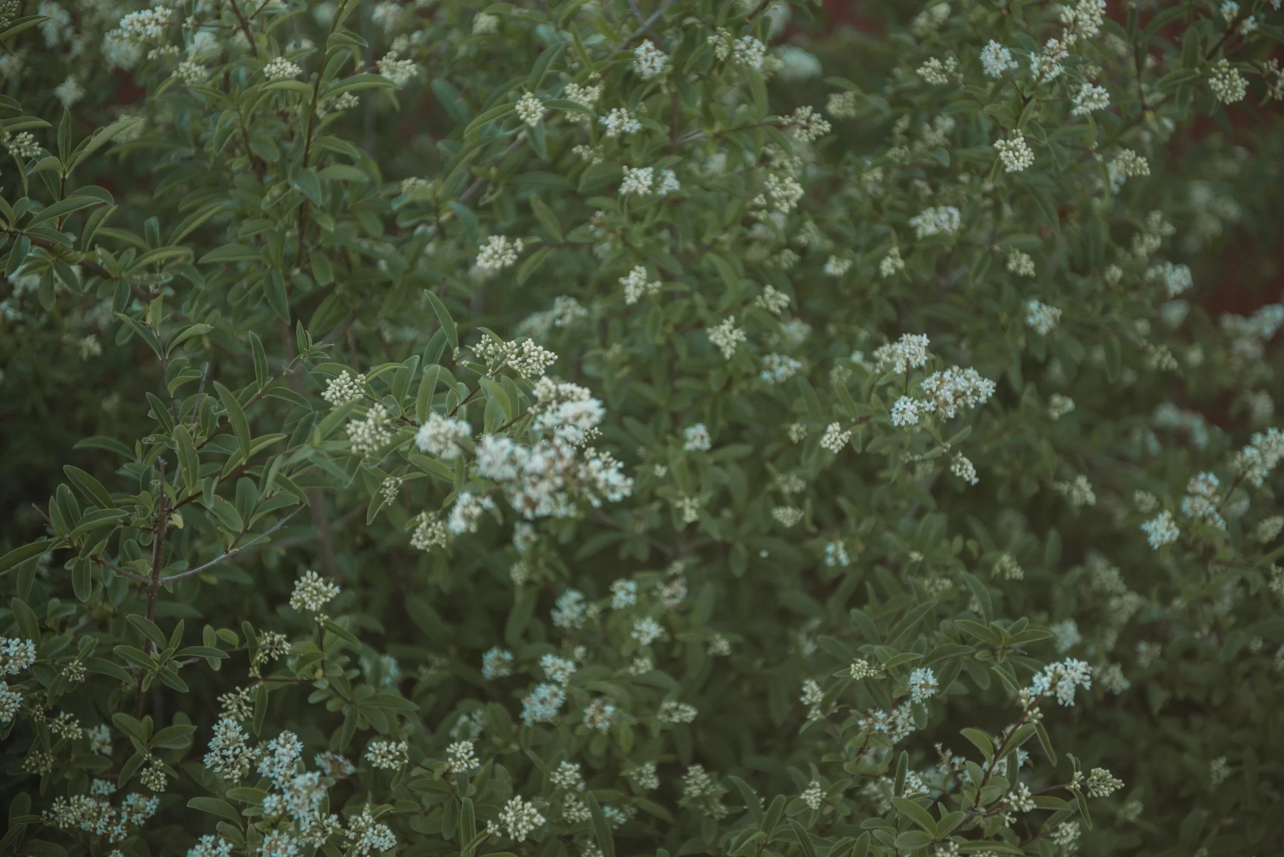 Midsummer dream