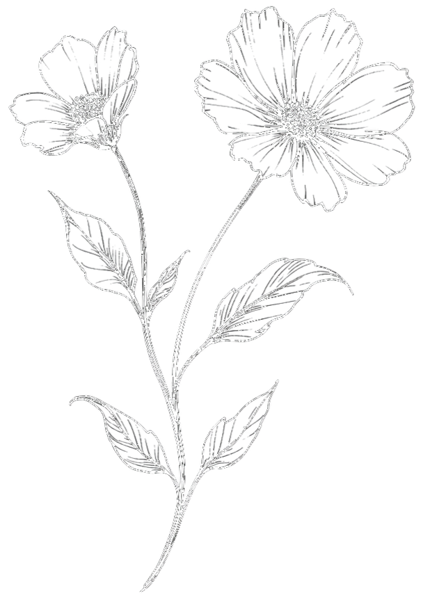 Black and white illustration of a flowering plant with two large flowers, several leaves, and a long stem.