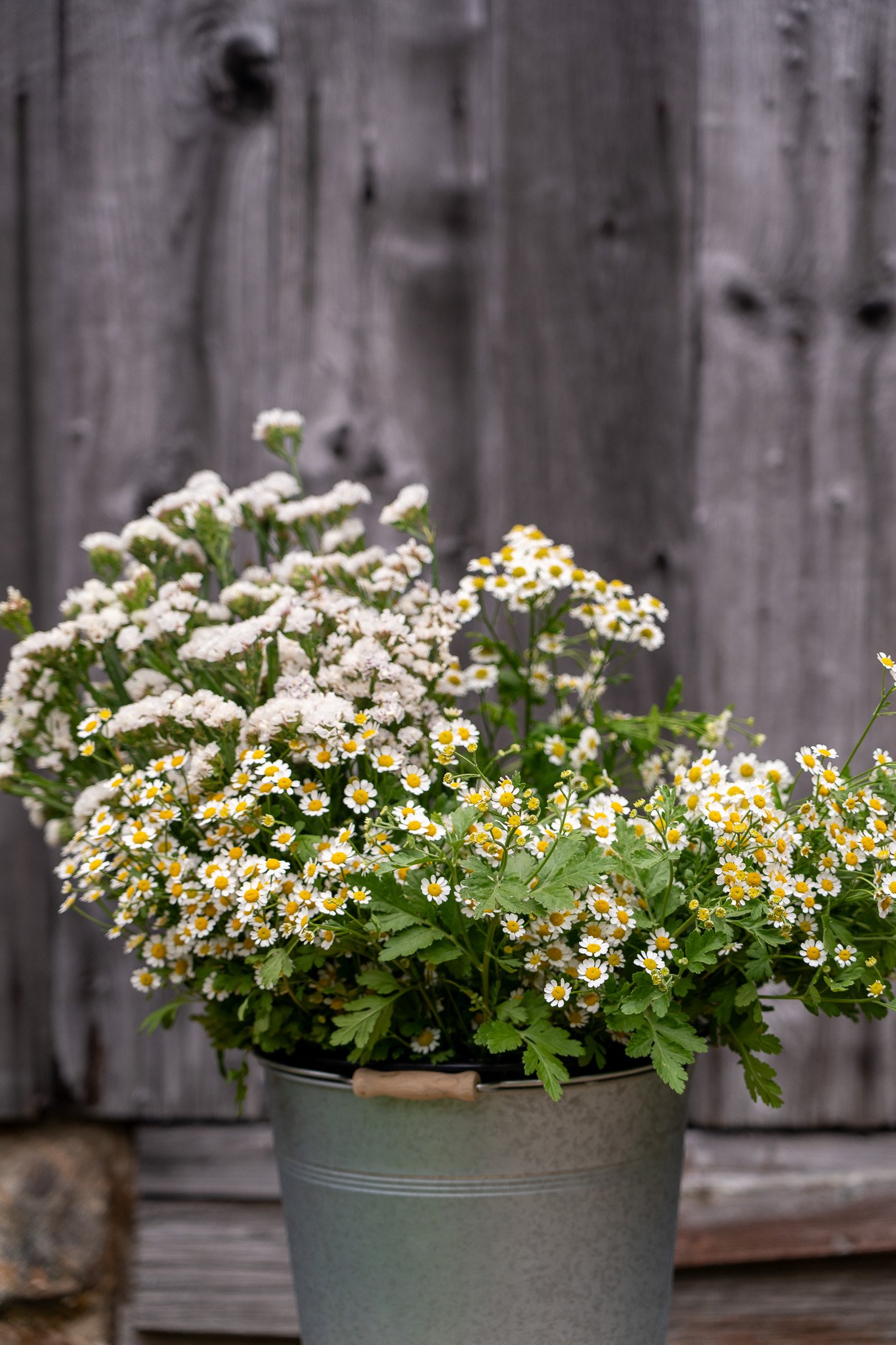 A potted plant with white daisies and small white flowers with yellow centers in front of a weathered gray wooden fence.