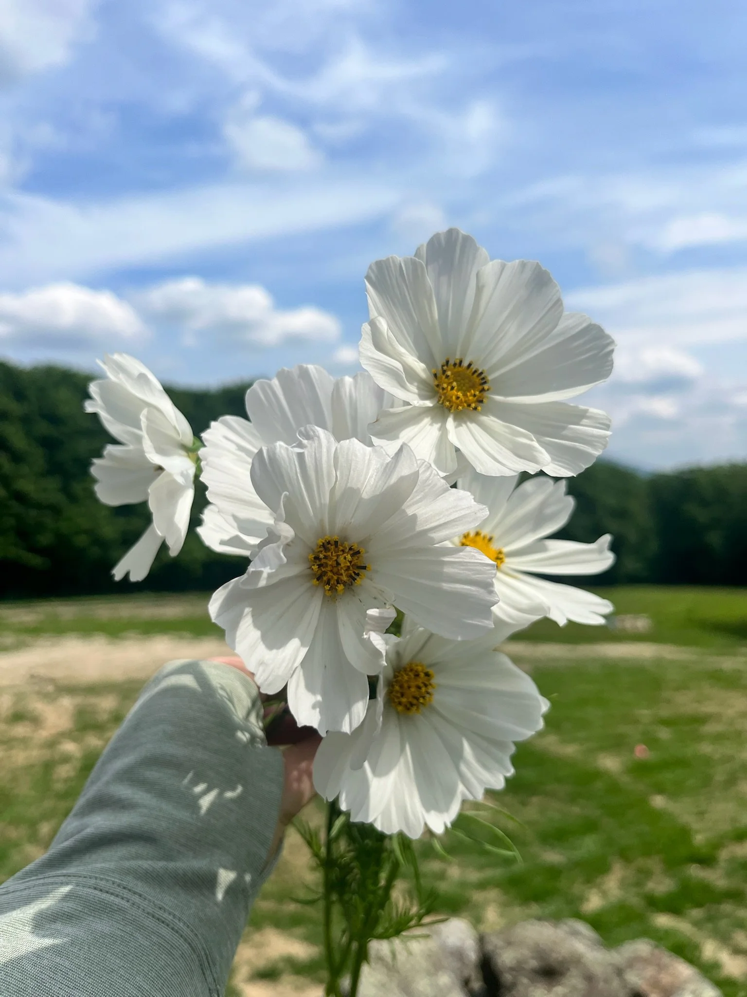 white champagne cosmos in farm field