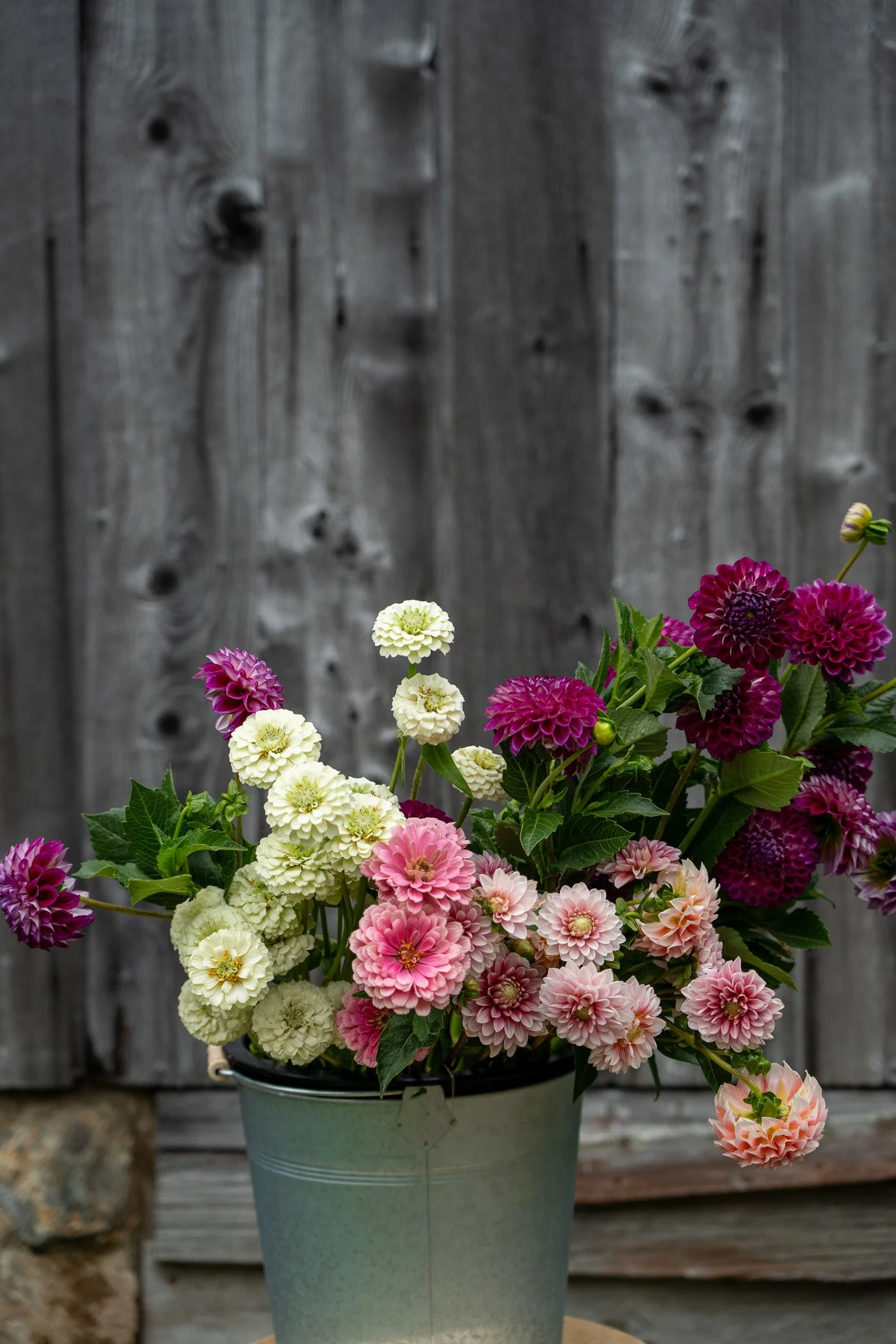 A potted arrangement of pink, white, and purple dahlias placed outdoors in front of a weathered wooden fence.