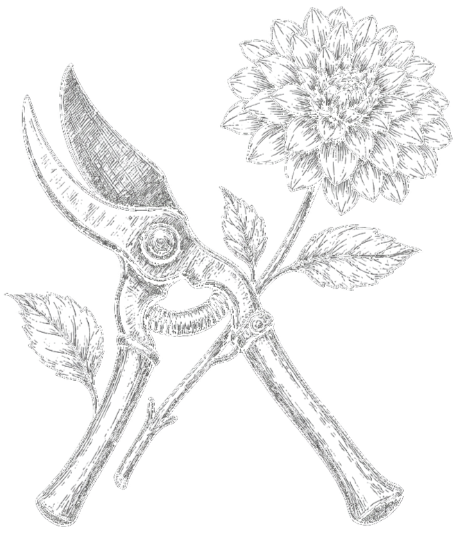 Black and white illustration of garden tools, pruning shears and a gardening saw, crossed with a flowering plant, likely a hydrangea, in the background.