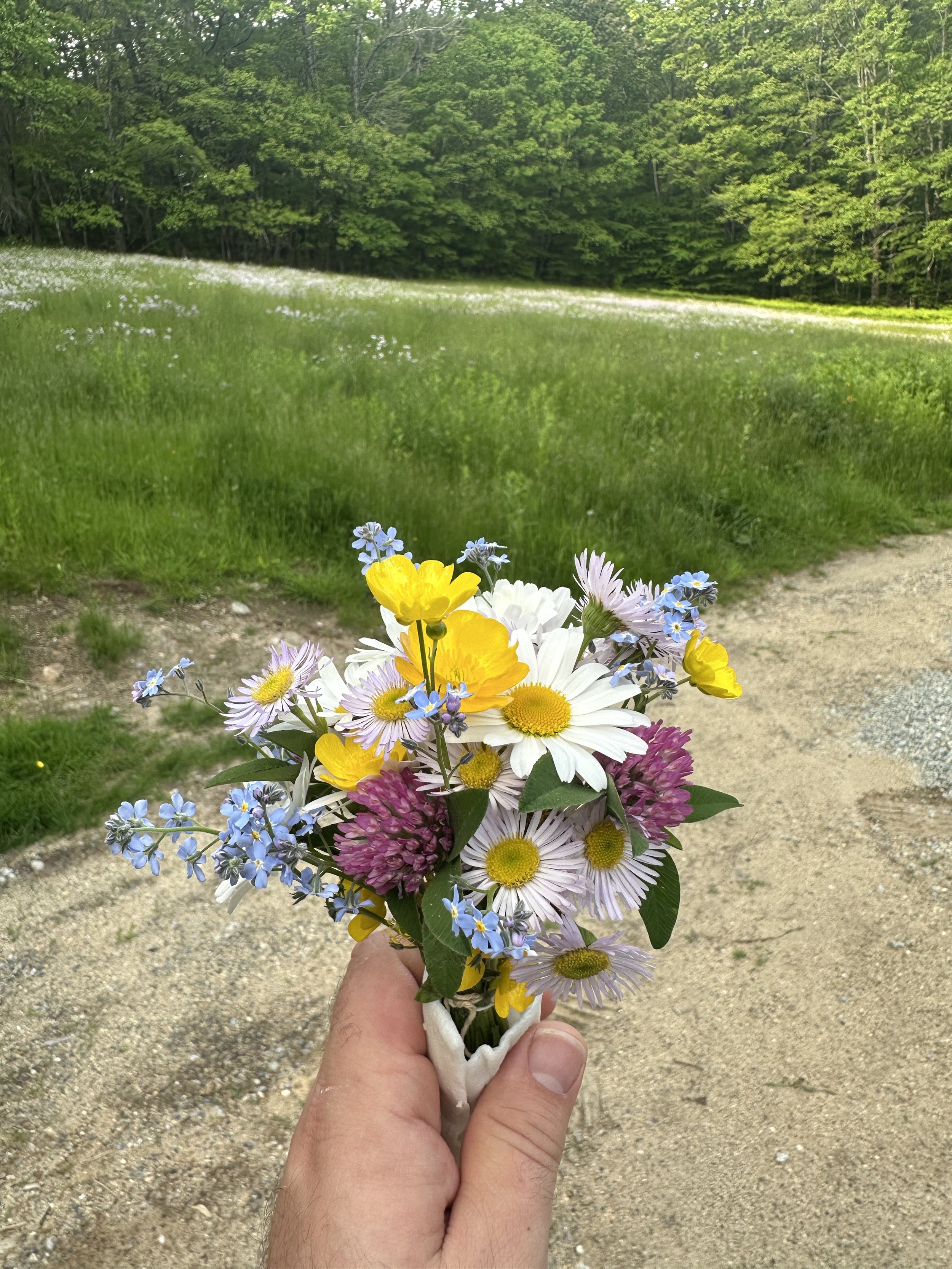 A person holding a bouquet of colorful wildflowers, with a grassy field and dense green trees in the background.