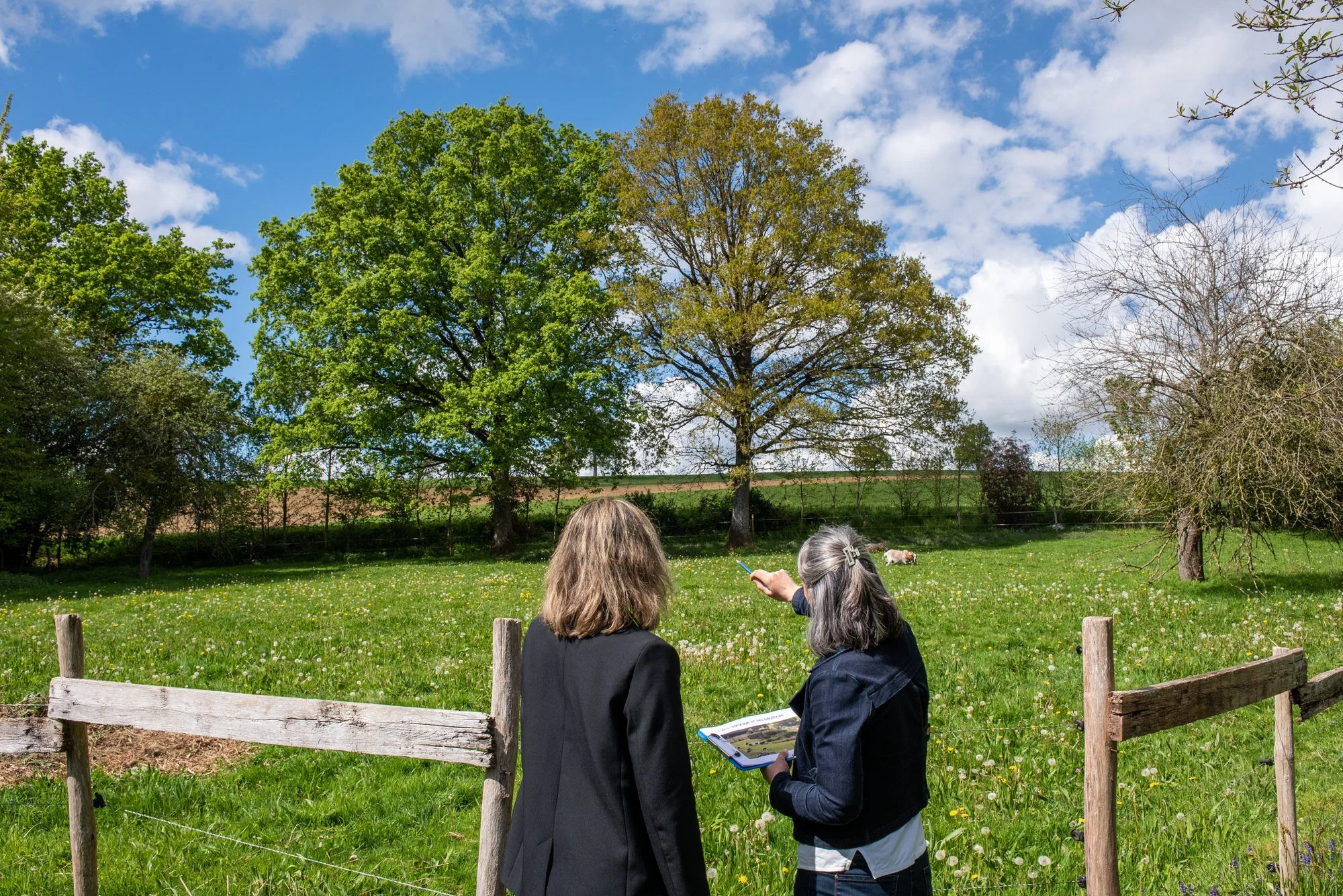 Végétation spontanée et prairie fleurie en milieu professionnel