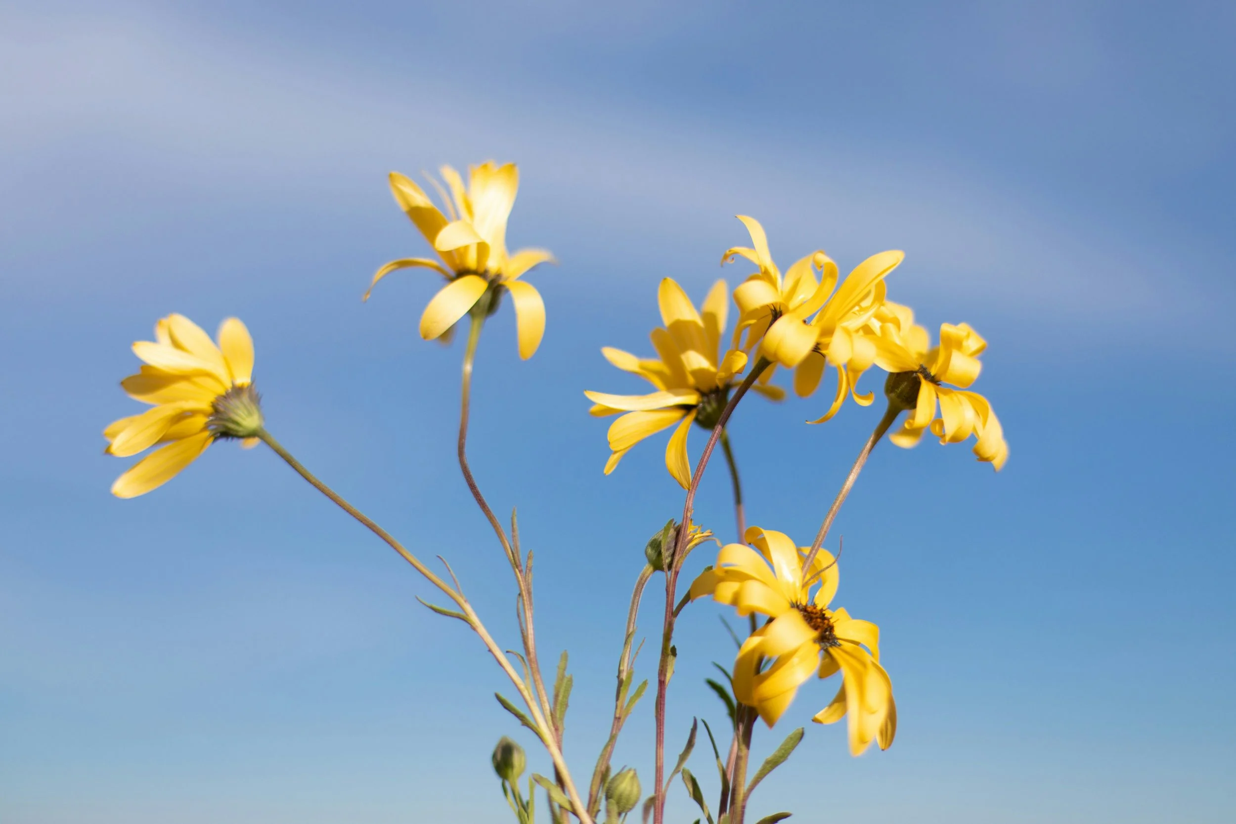 Yellow wildflowers with long petals and dark centers against a clear blue sky.