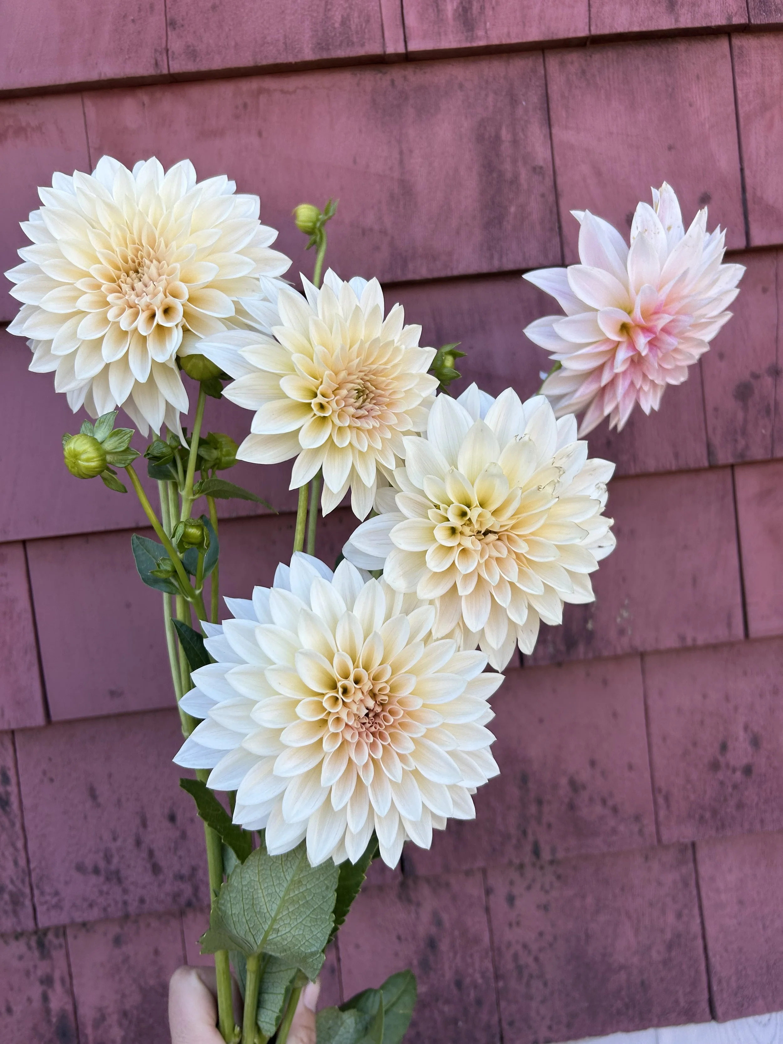 Jolene aka Mini Cafe Dahlia Tuber Pack