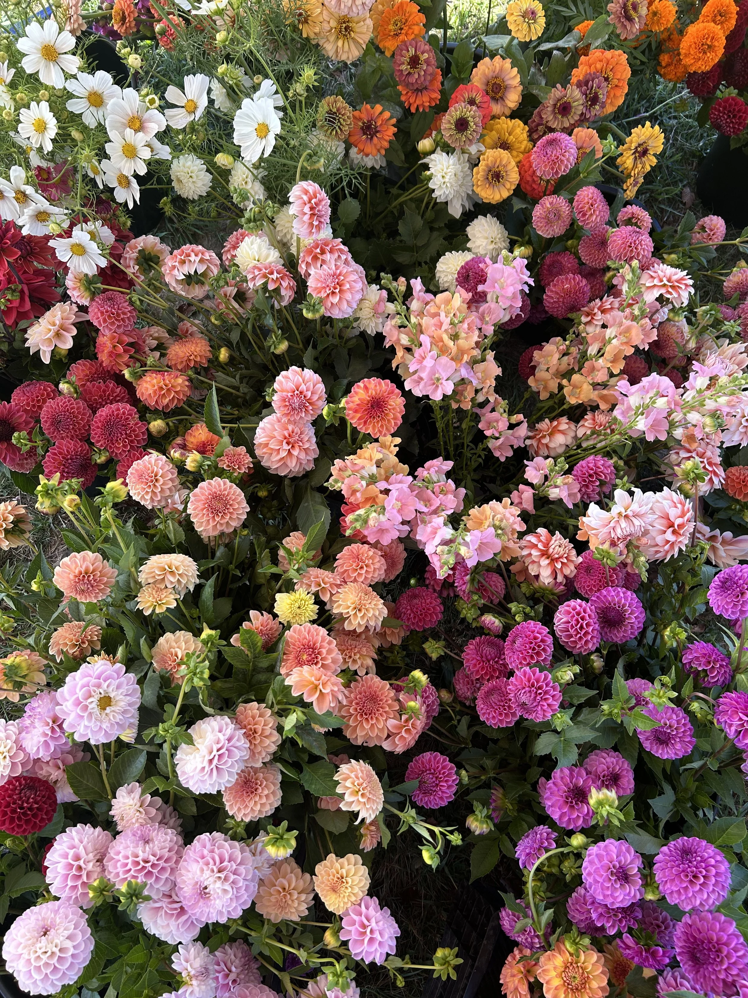 A colorful array of various flowers, including dahlias, zinnias, and daisies, in shades of pink, orange, purple, yellow, and white, densely packed and blooming in a garden.