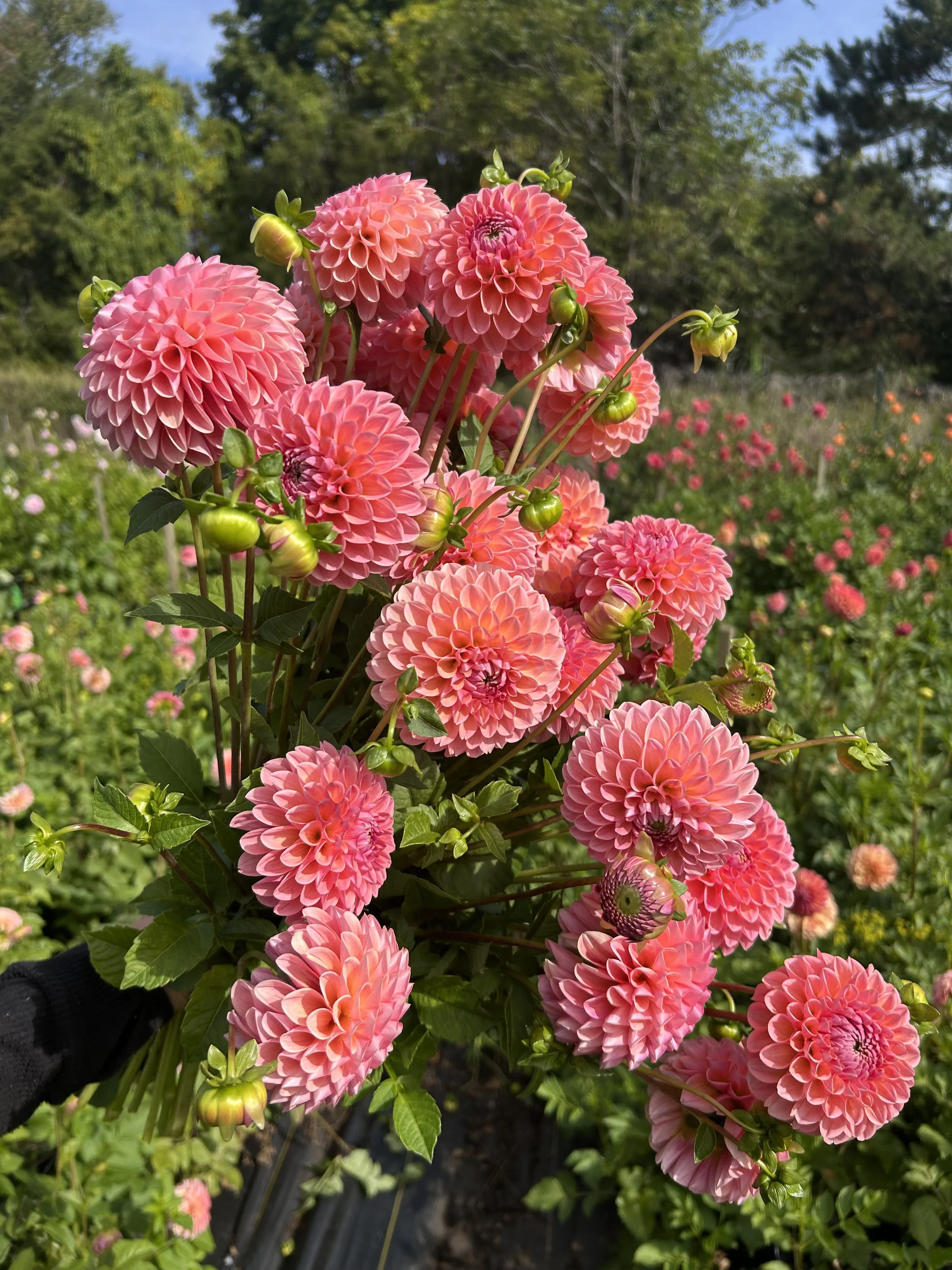 Linda's Baby Dahlia Tuber Pack