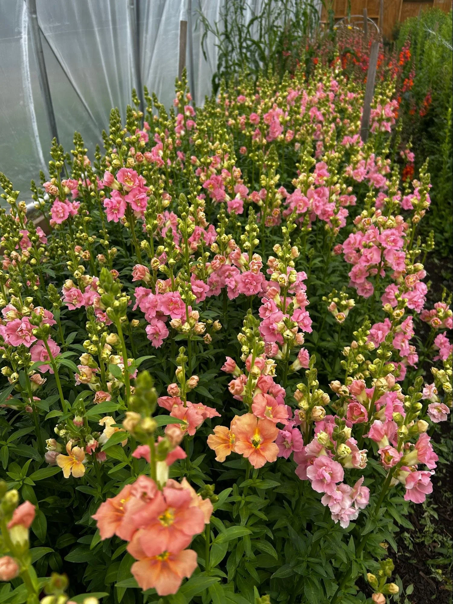 00002Annual Cut Flowers in Clay Soil Essex County MA .jpg
