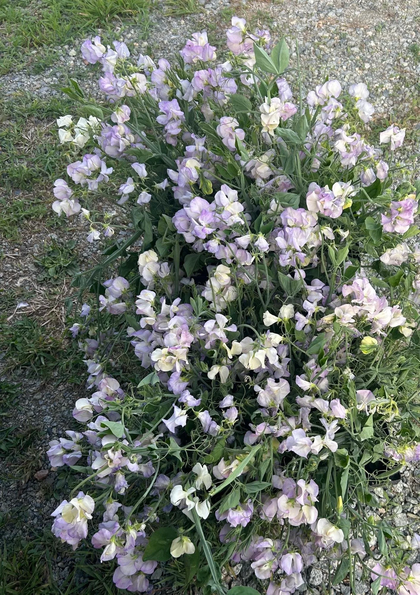 00003Annual Cut Flowers in Clay Soil Essex County MA .jpg