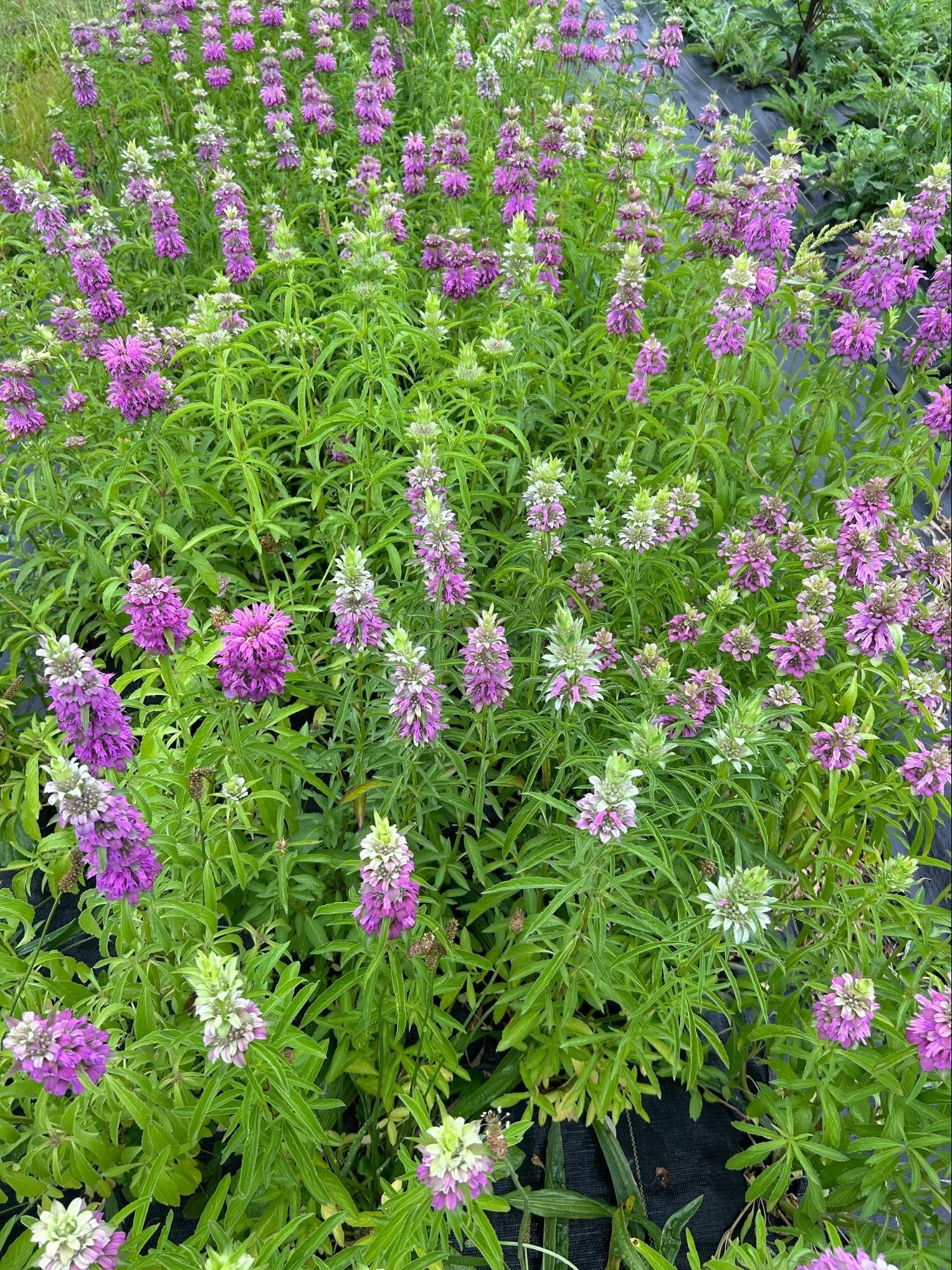 ANNUAL CUT FLOWERS IN CLAY SOIL