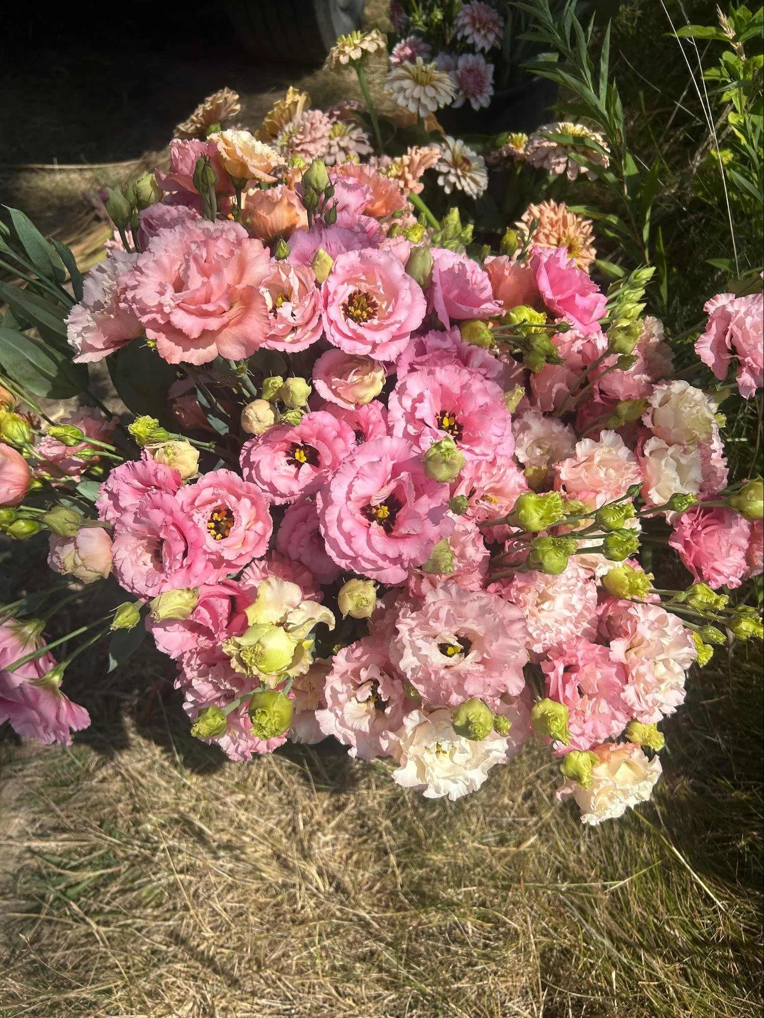 00005Annual Cut Flowers in Clay Soil Essex County MA .jpg
