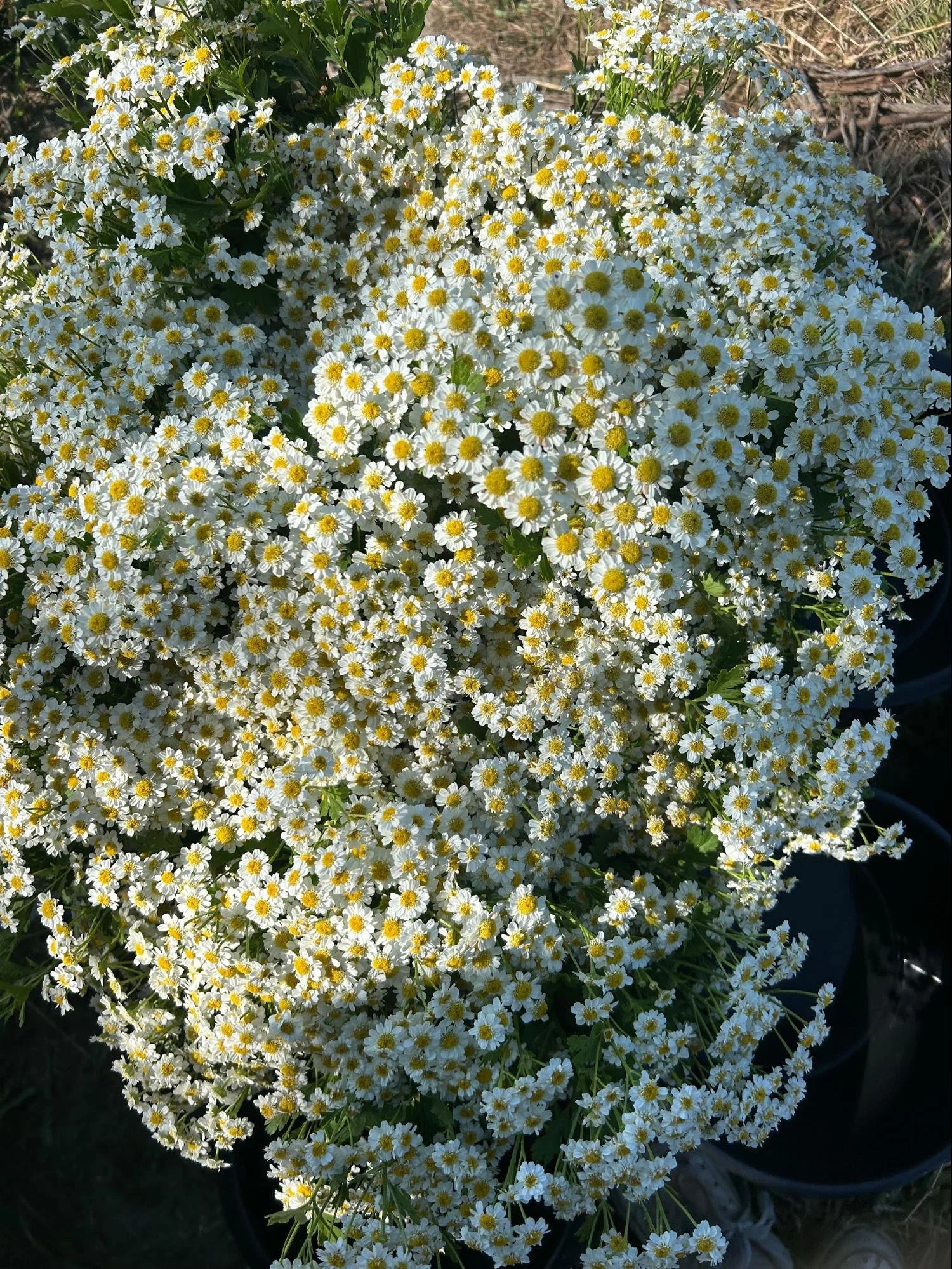 00006Annual Cut Flowers in Clay Soil Essex County MA .jpg