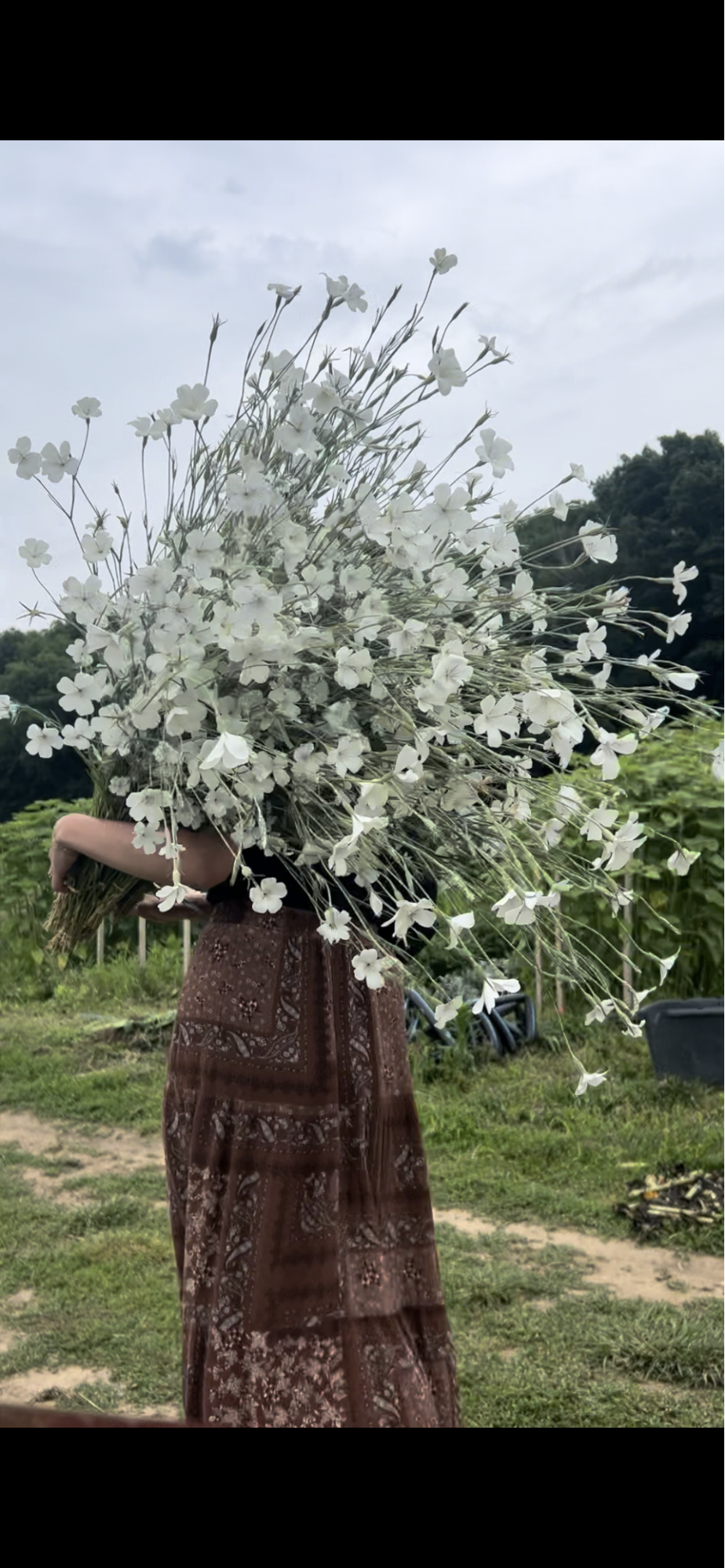 00001Annual Cut Flowers in Clay Soil Essex County MA .png