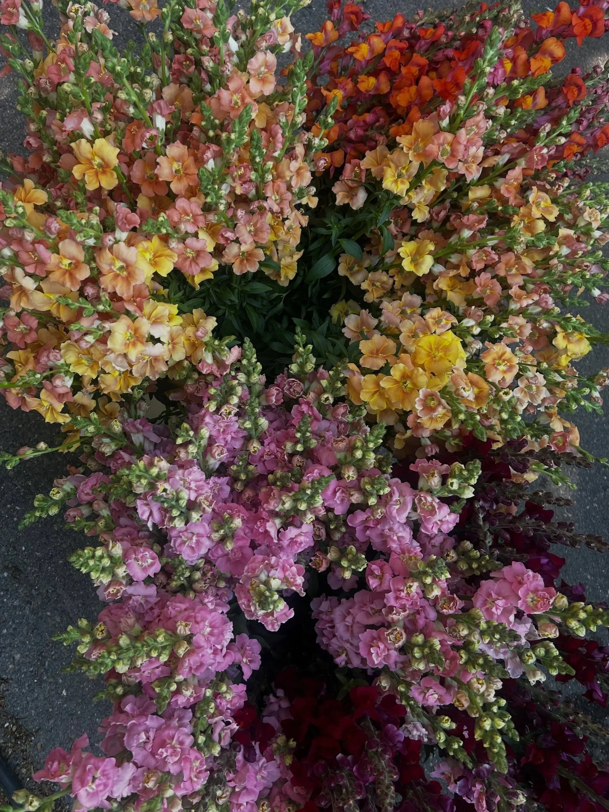 A vibrant display of multicolored snapdragon flowers in shades of yellow, pink, orange, and red, arranged in several rows outdoors.