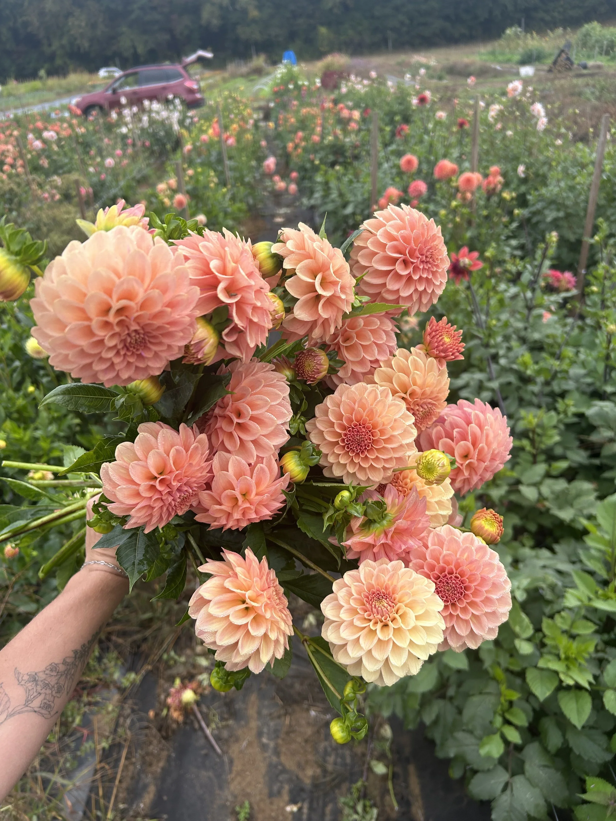 Dahlia Tuber 'Rock Run Ashley'