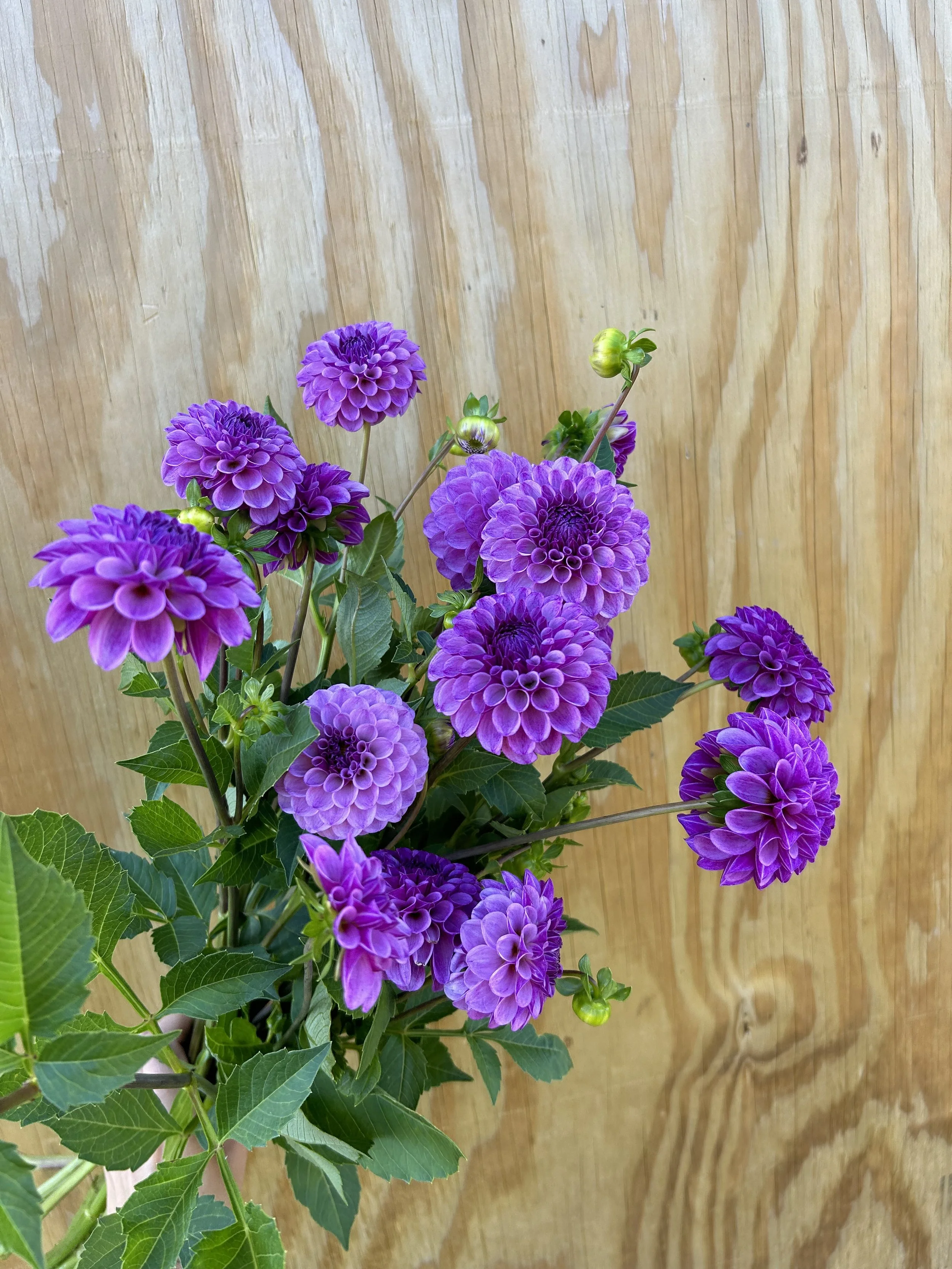 Dahlia Tuber 'Robann Royal'