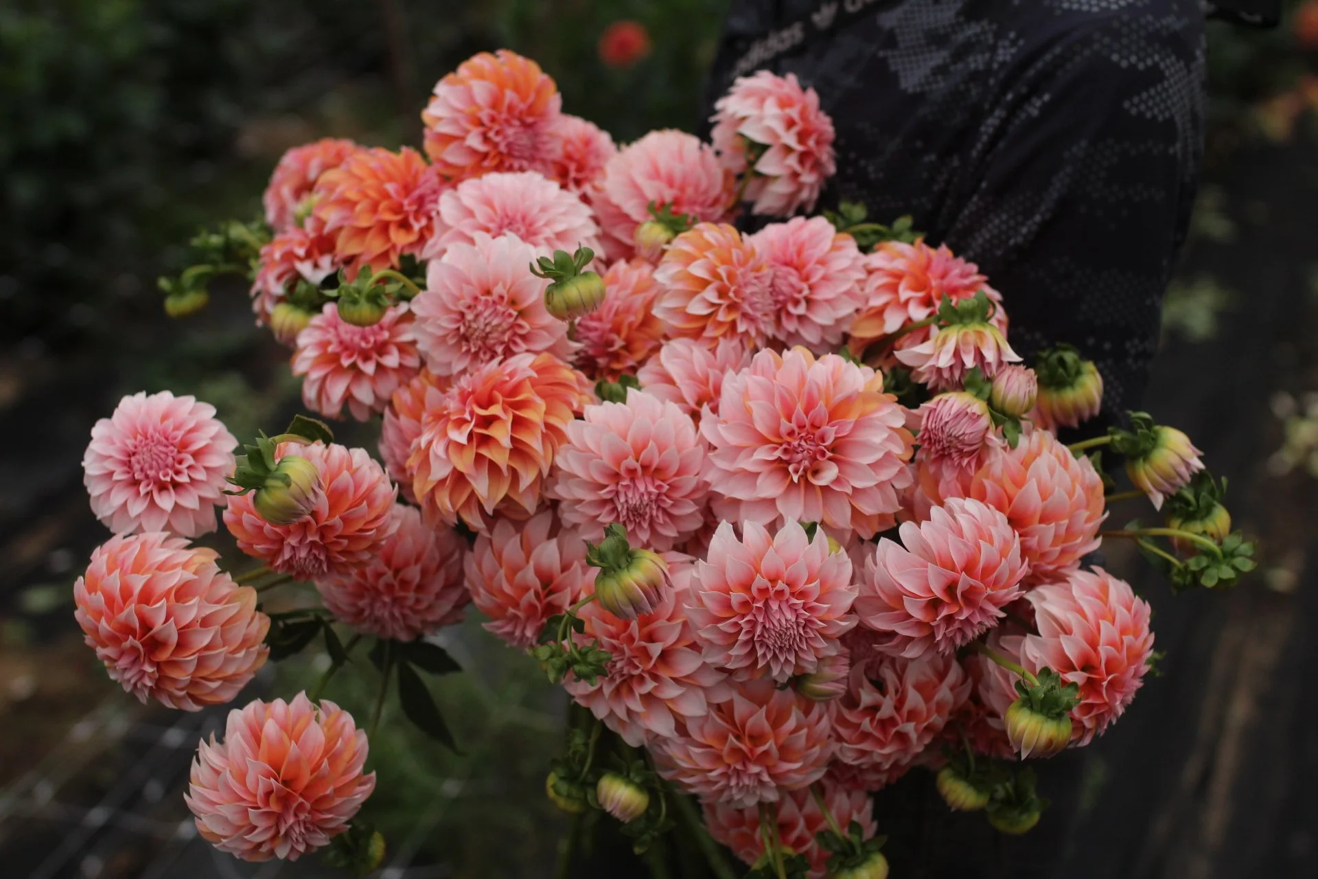 Dahlia Peaches n Cream BULK Pack