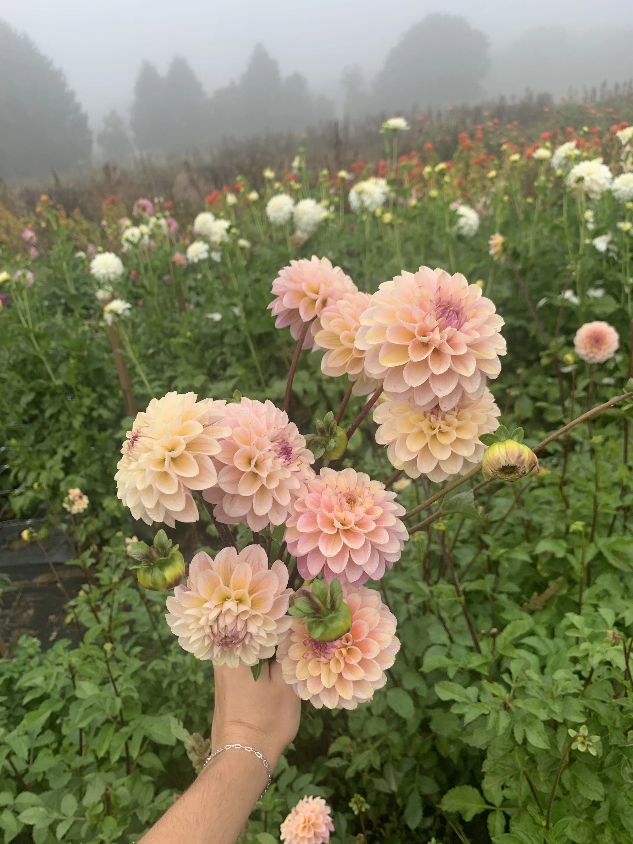 Dahlia Tuber Wine Eyed Jill