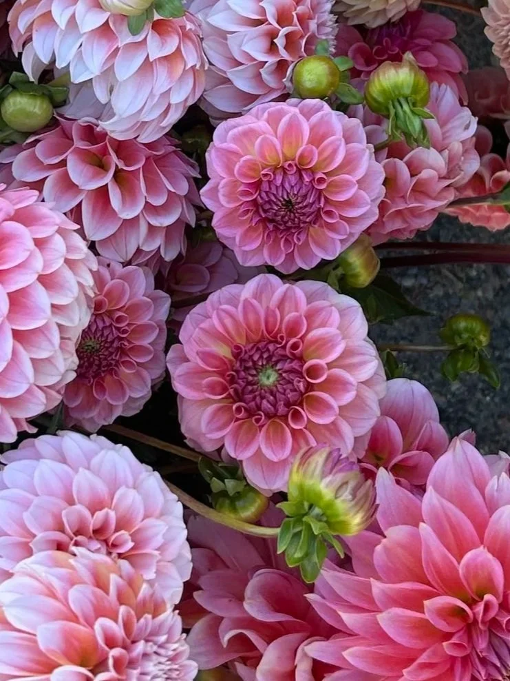 IMG_9939.jpg
