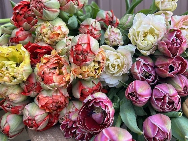 Spring Tulip CSA 2026
