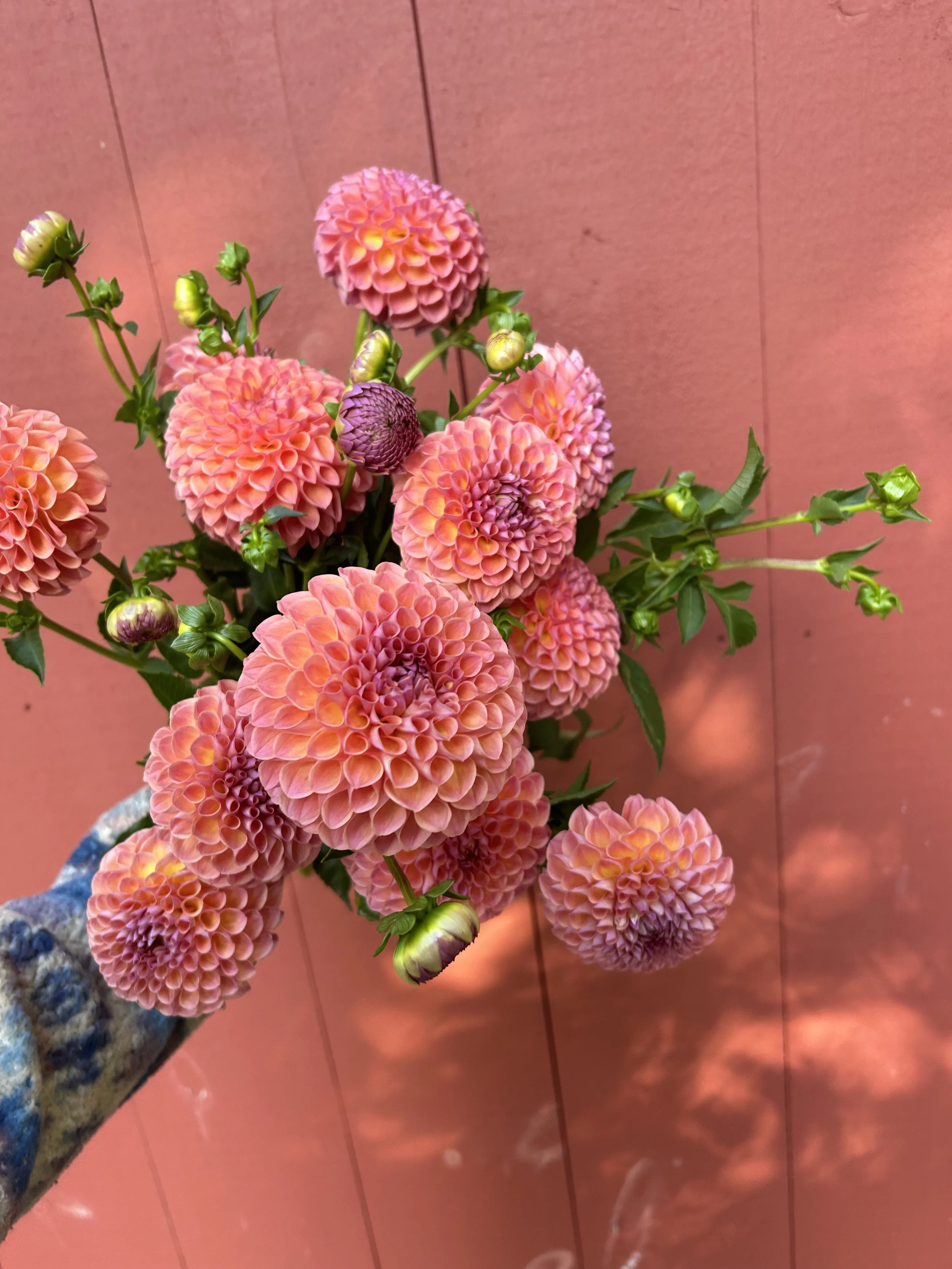 Dahlia Tuber 'Jowey Winnie'