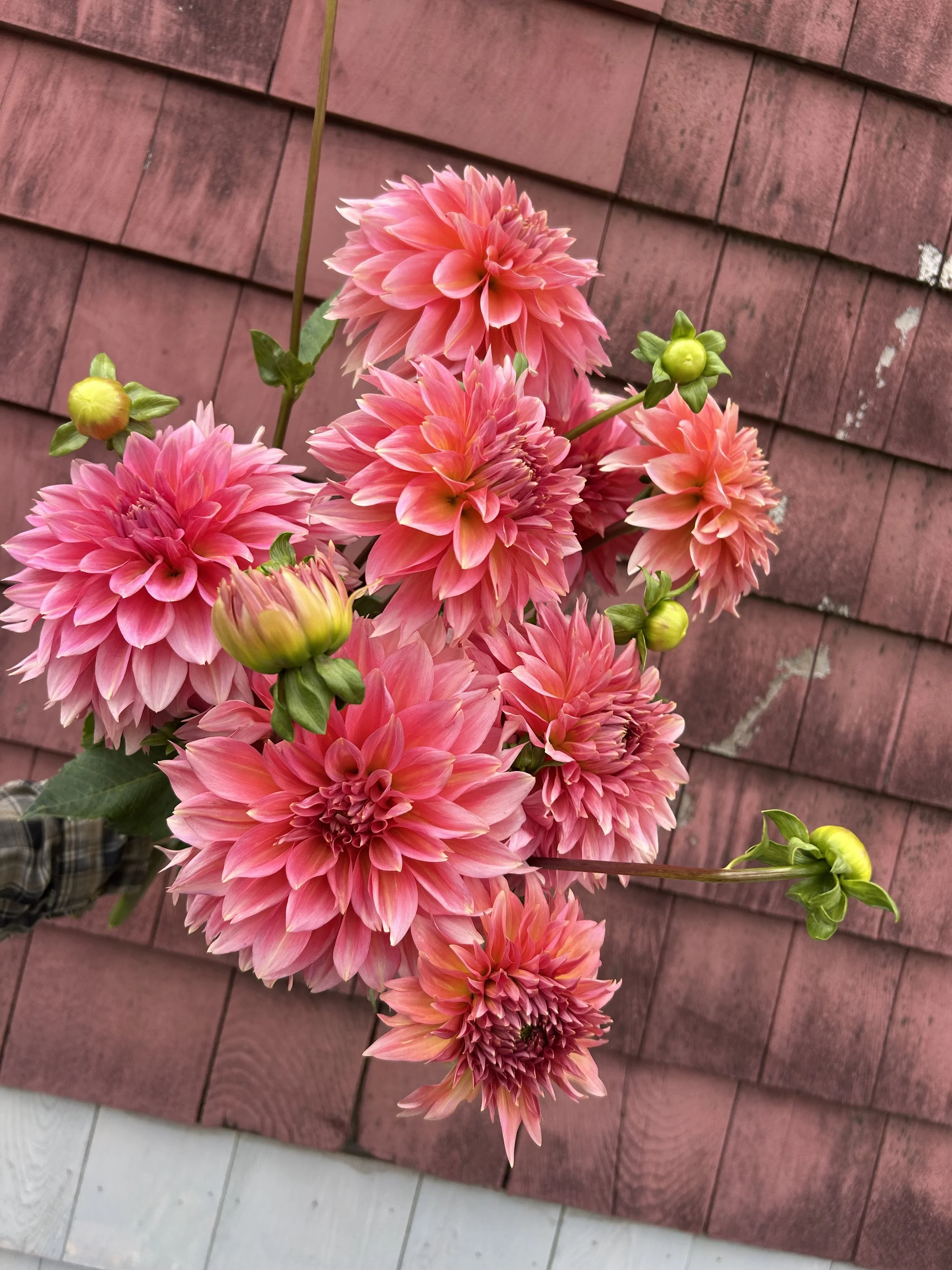 Kenora Lisa Dahlia Tuber Pack