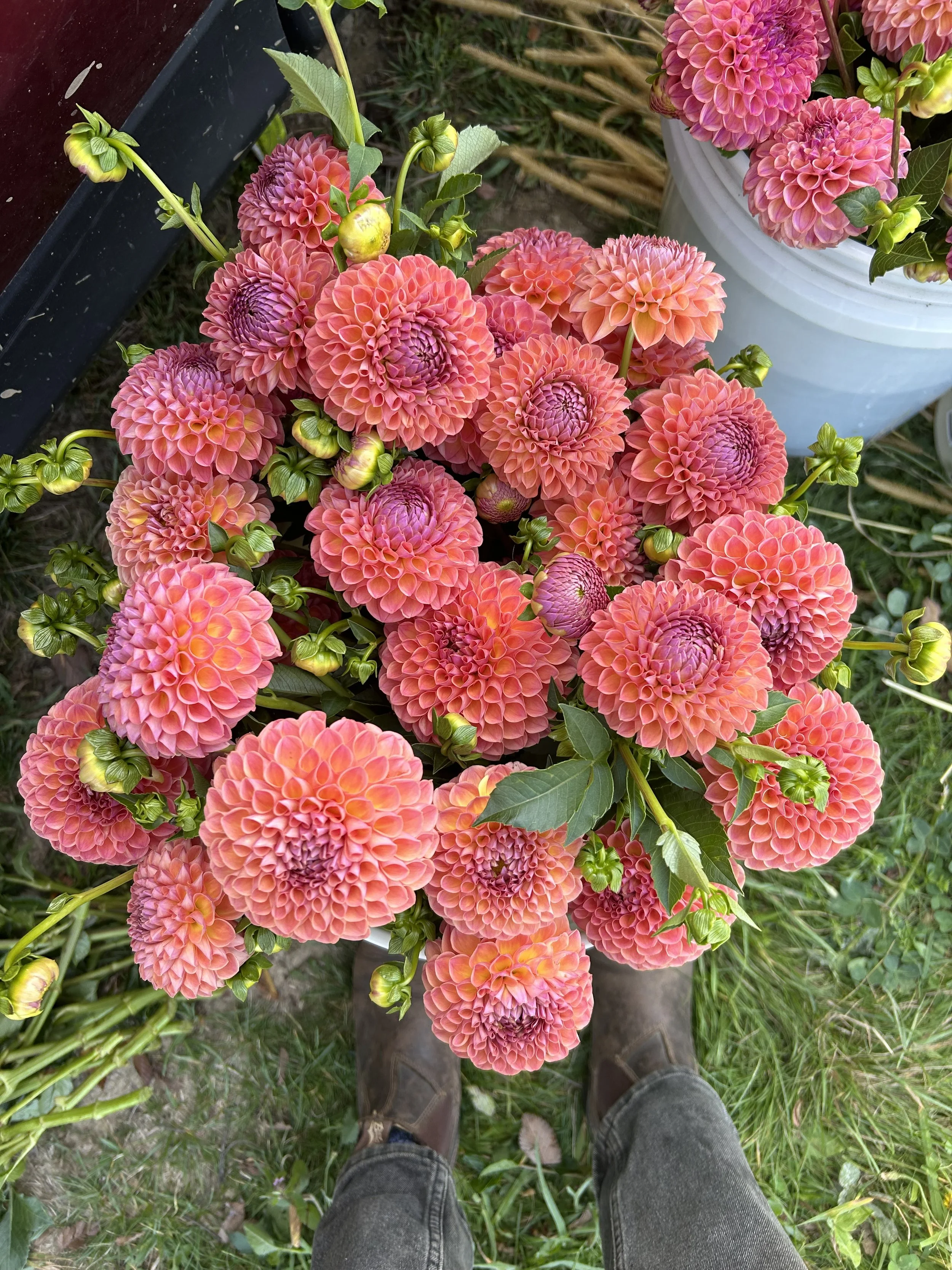 Dahlia Tuber 'Jowey Winnie'
