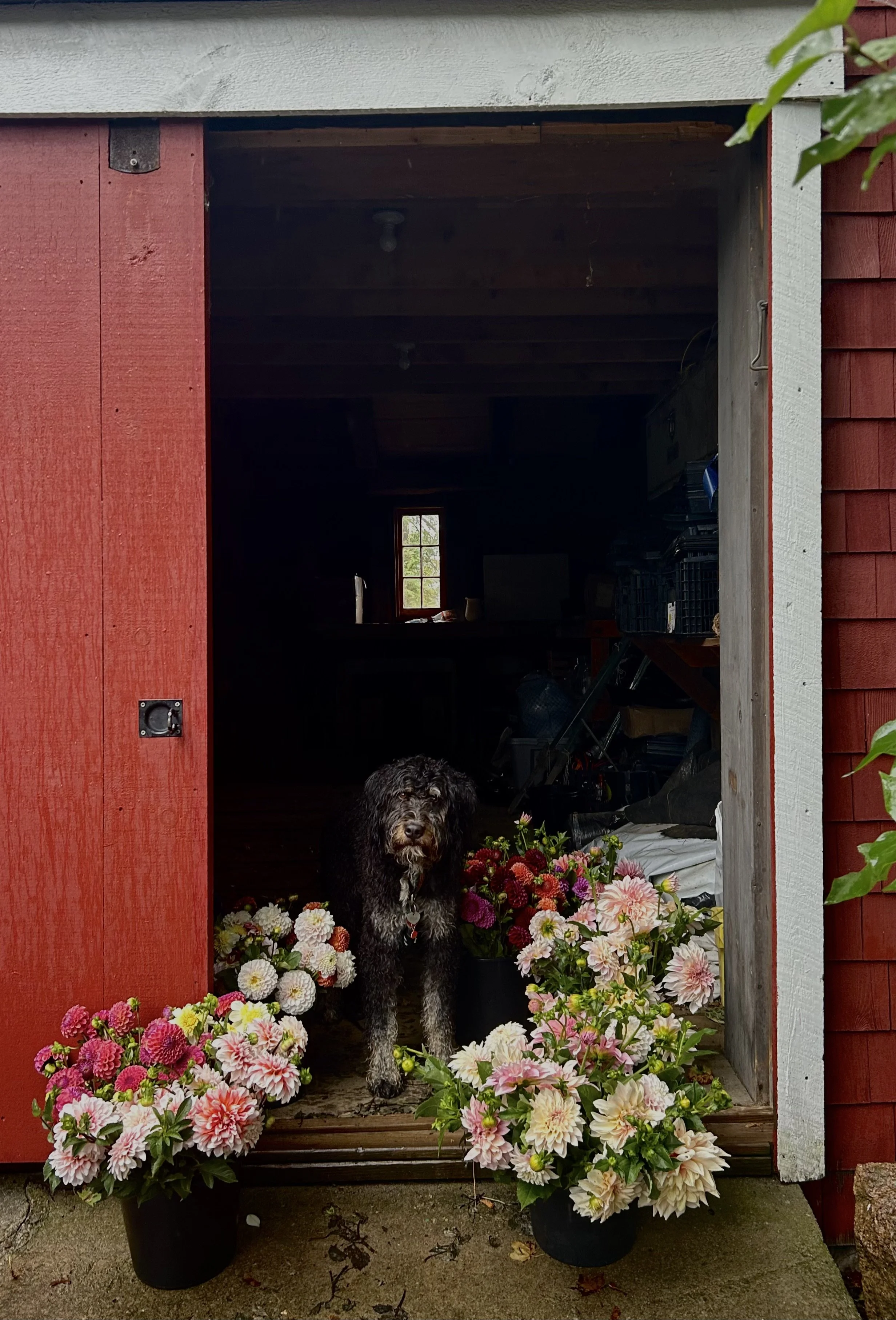 A black and white dog standing among pink, white, and red flowers outside a red shed with a partial open door.