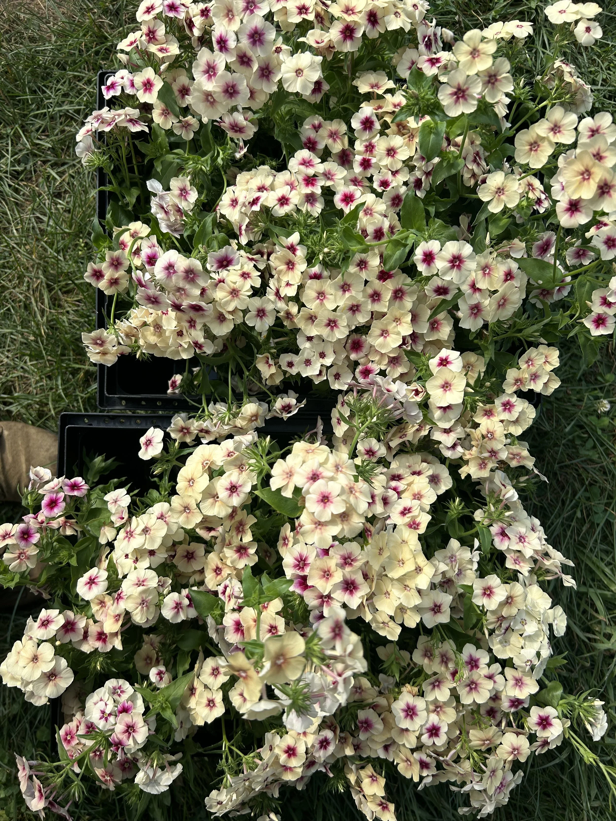 A tray filled with cream-colored flowers with pink centers and purple markings, surrounded by green grass.