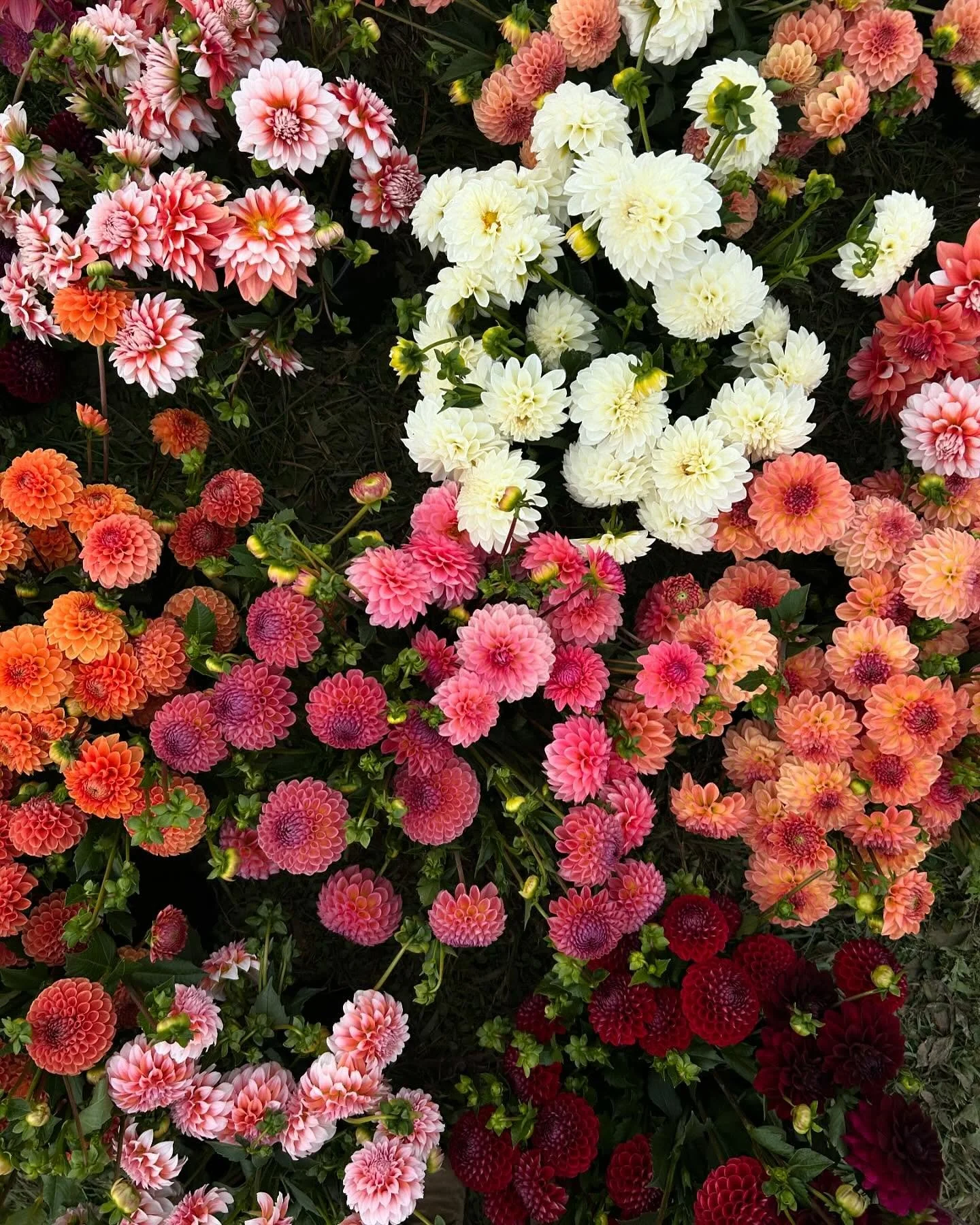 A colorful assortment of dahlias in shades of pink, white, orange, and red in a garden.