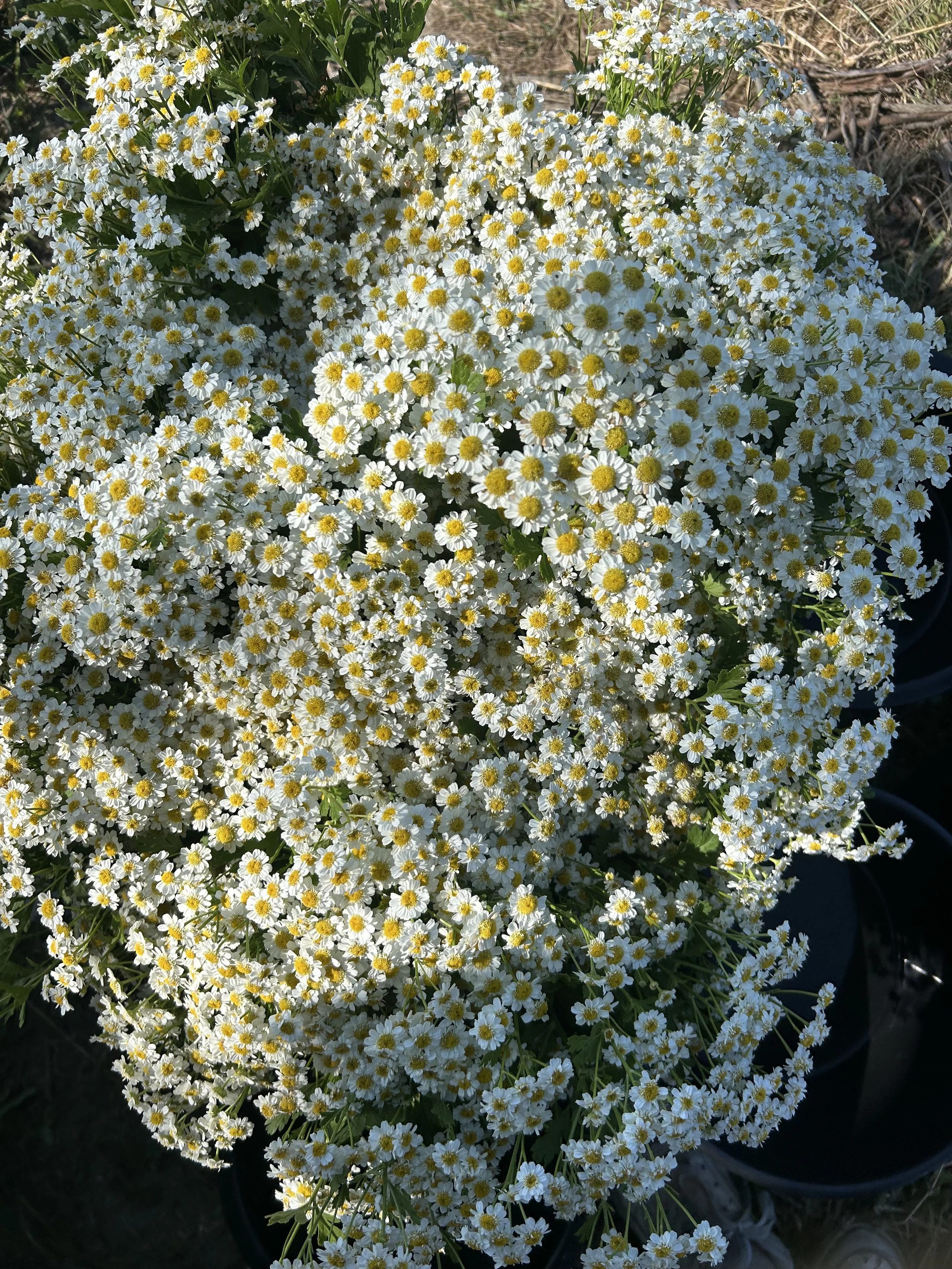 A close-up view of a dense cluster of small white and yellow flowers, with green foliage, outdoors in sunlight.