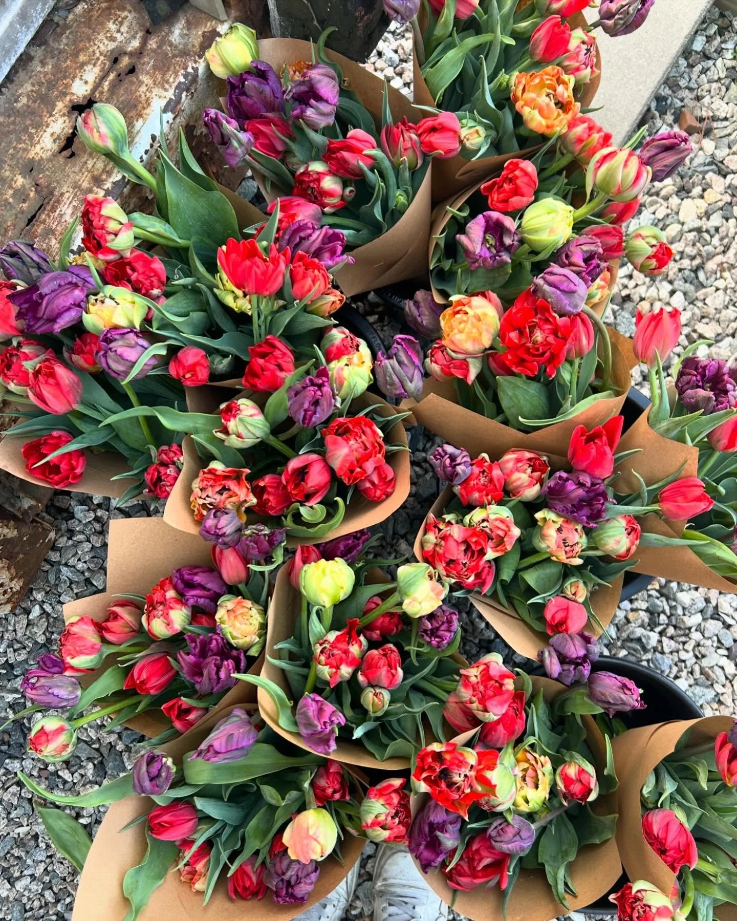 Multiple bouquets of colorful tulips wrapped in brown paper, placed on gravel and next to a wooden surface.
