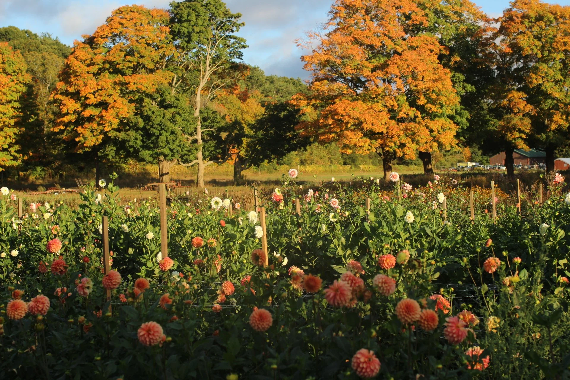 A vibrant autumn landscape with a field of colorful flowers in the foreground, several trees with orange and green leaves, and a partly cloudy sky in the background.