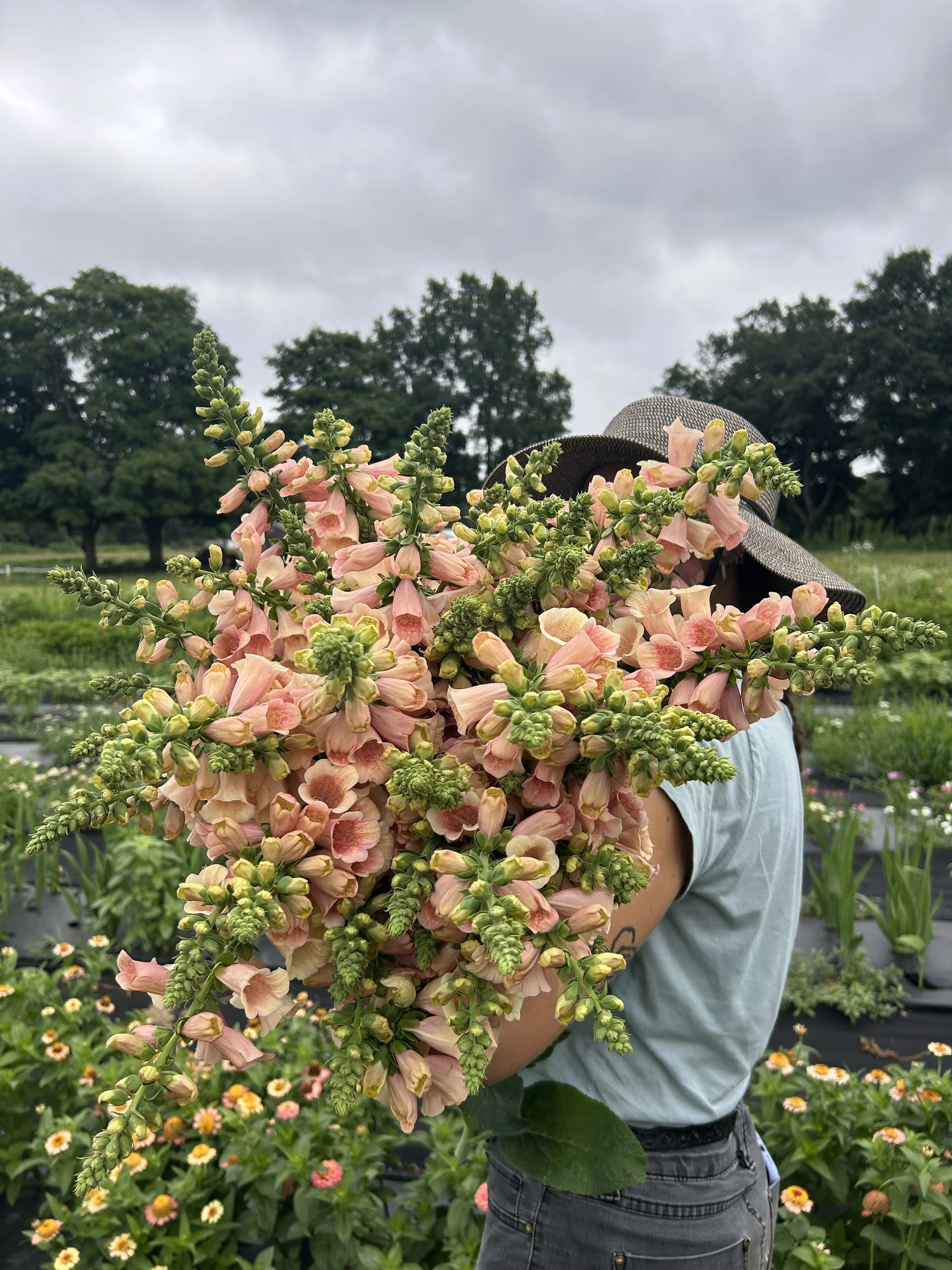 Person holding large bouquet of pink and peach snapdragons in a garden with green trees and cloudy sky in the background.